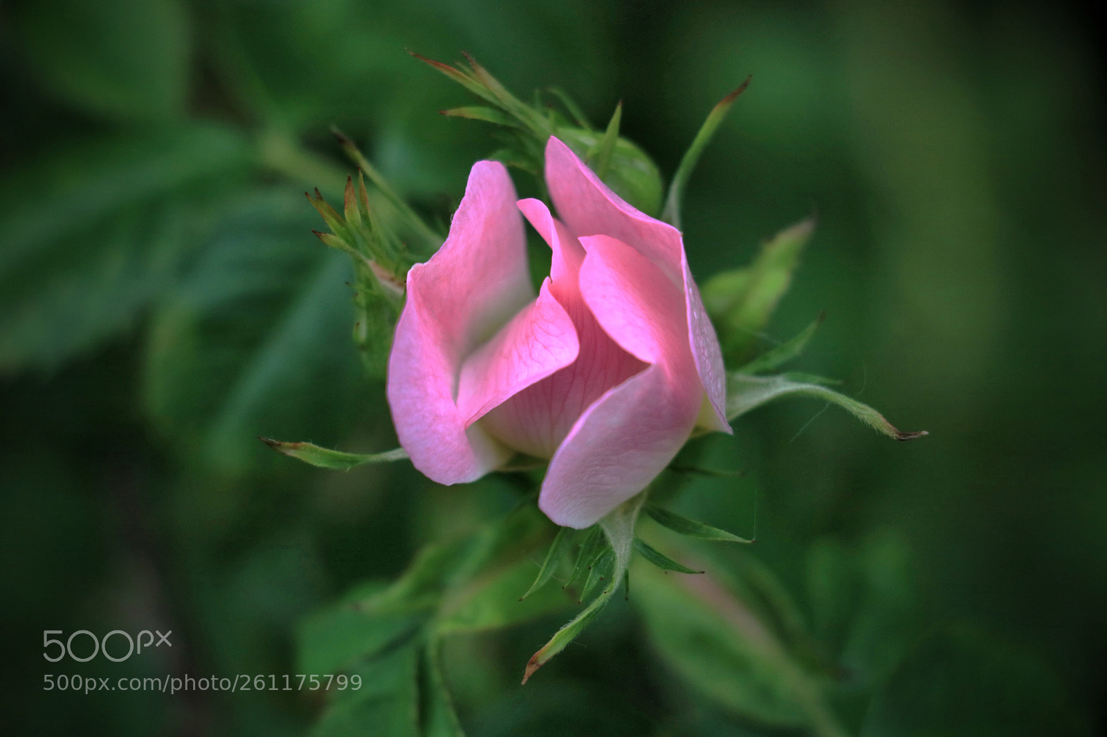 Canon EOS 750D (EOS Rebel T6i / EOS Kiss X8i) sample photo. Wild flower photography