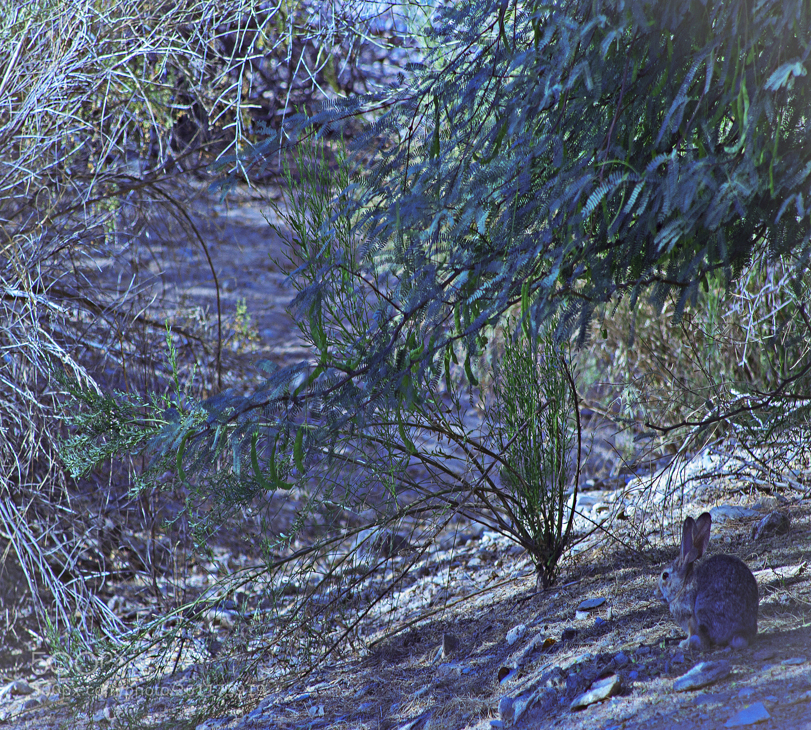 Canon EOS 600D (Rebel EOS T3i / EOS Kiss X5) sample photo. Lone rabbit photography
