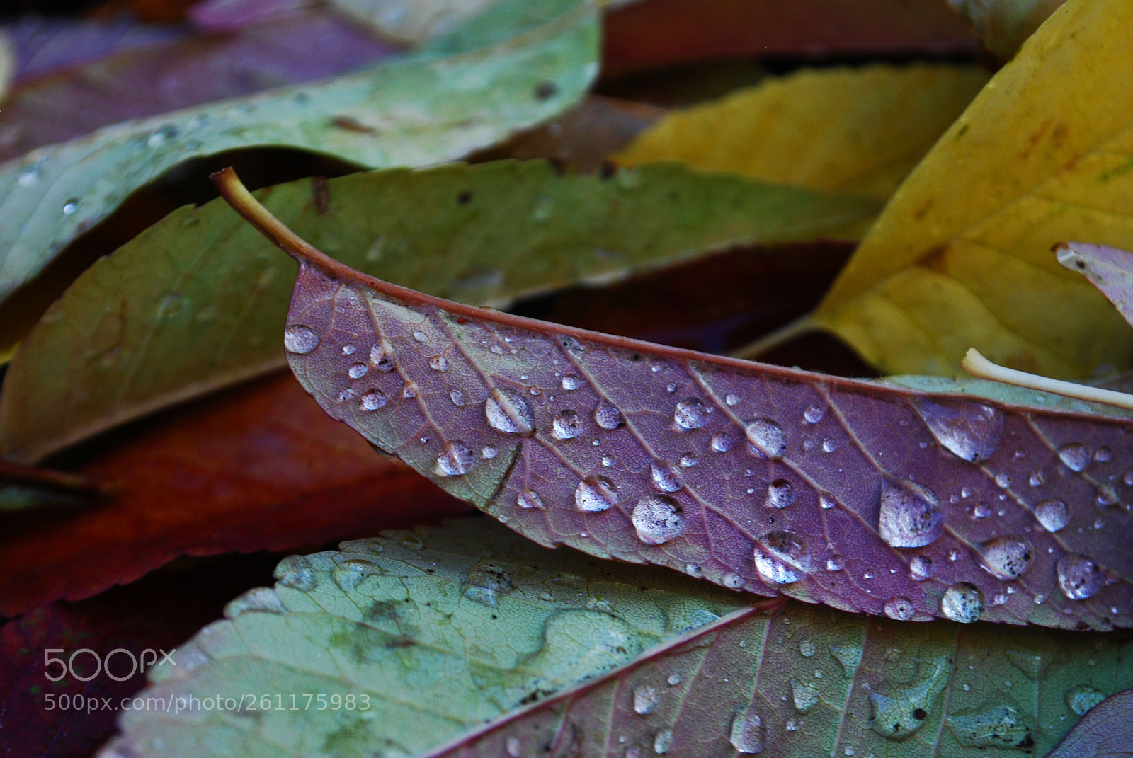 Nikon D60 sample photo. Droplets photography