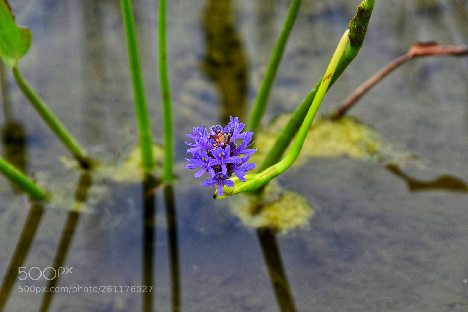 Nikon D5500 sample photo. Water lilac photography