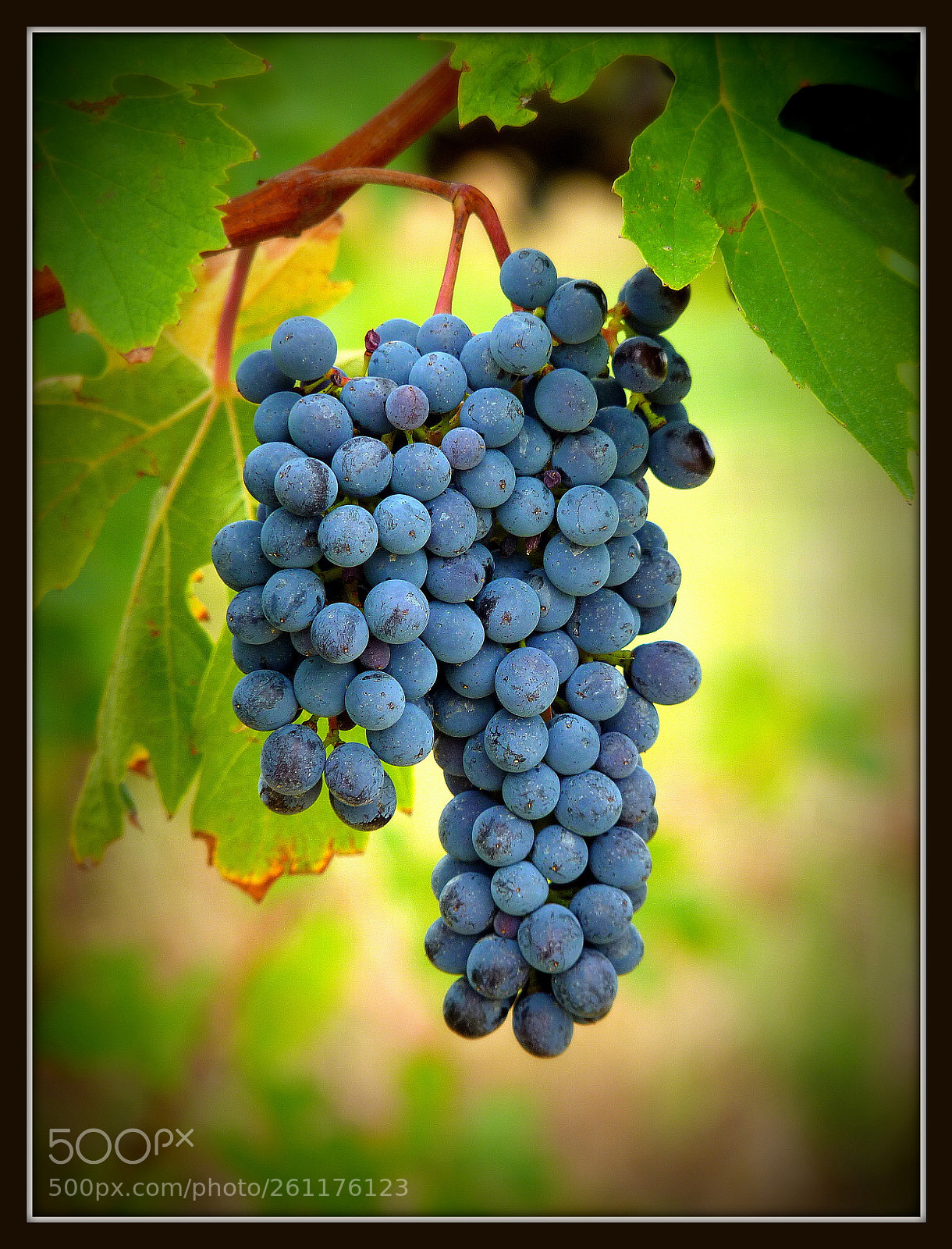 Panasonic Lumix DMC-FZ35 (Lumix DMC-FZ38) sample photo. Bunch of grapes photography