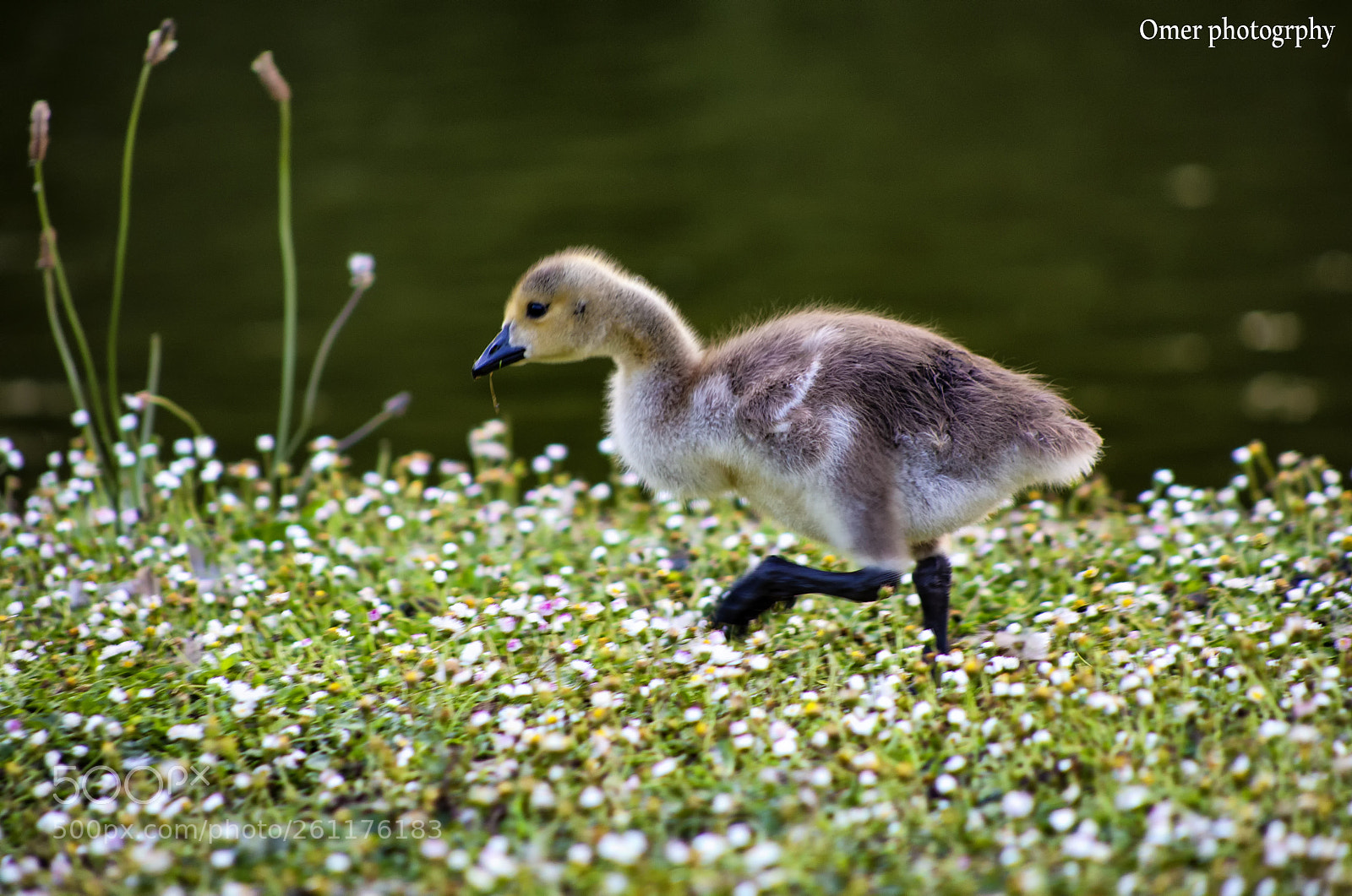 Canon EOS 6D sample photo. Babyduck photography