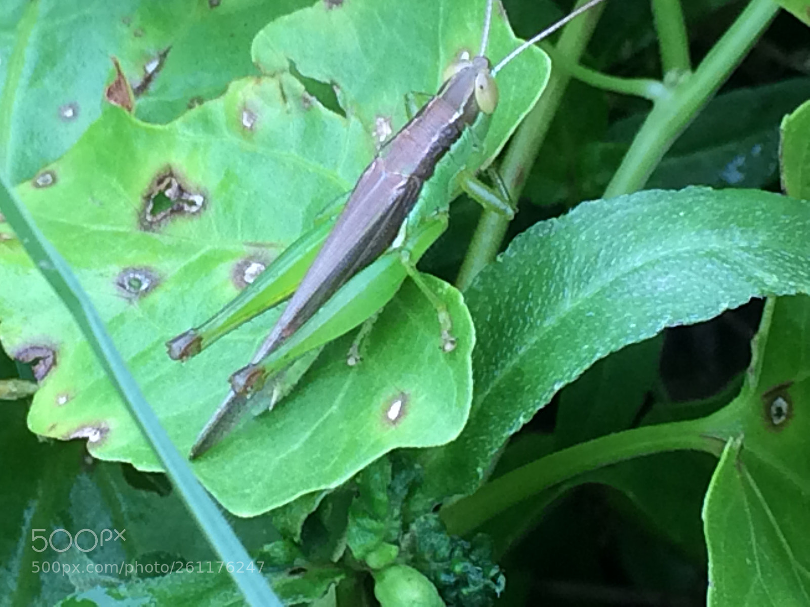 Apple iPhone 5s sample photo. Grasshopper photography