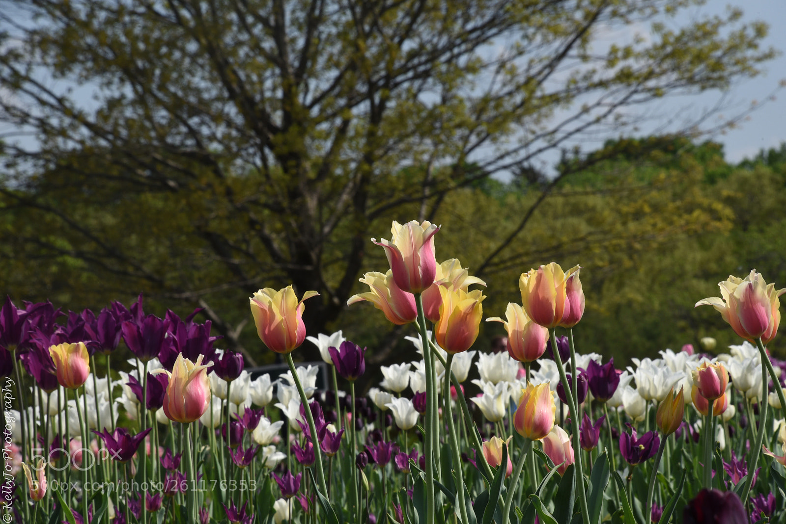 Nikon D750 sample photo. I'm in awe photography