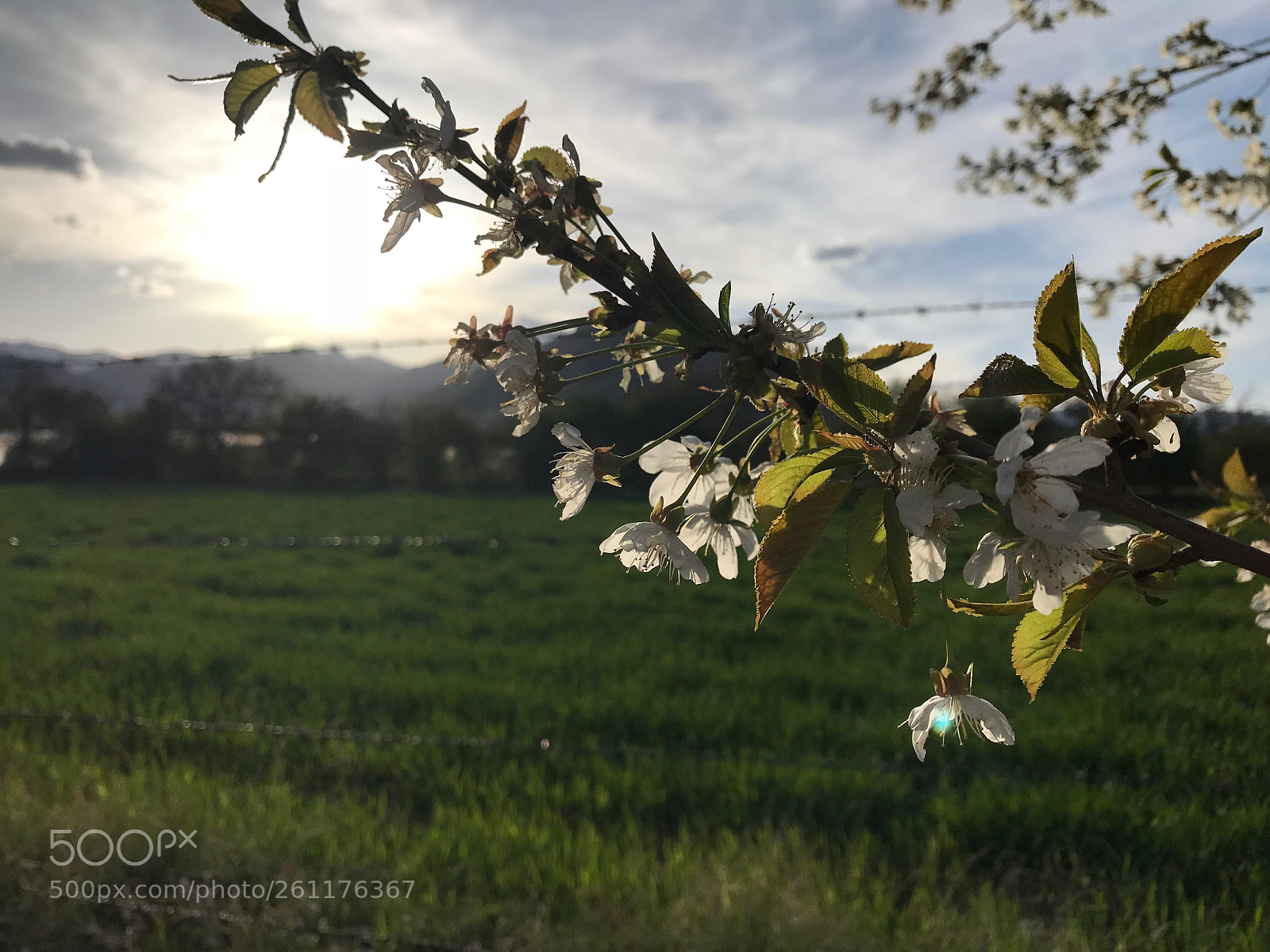 Apple iPhone 7 Plus sample photo. Awakening photography