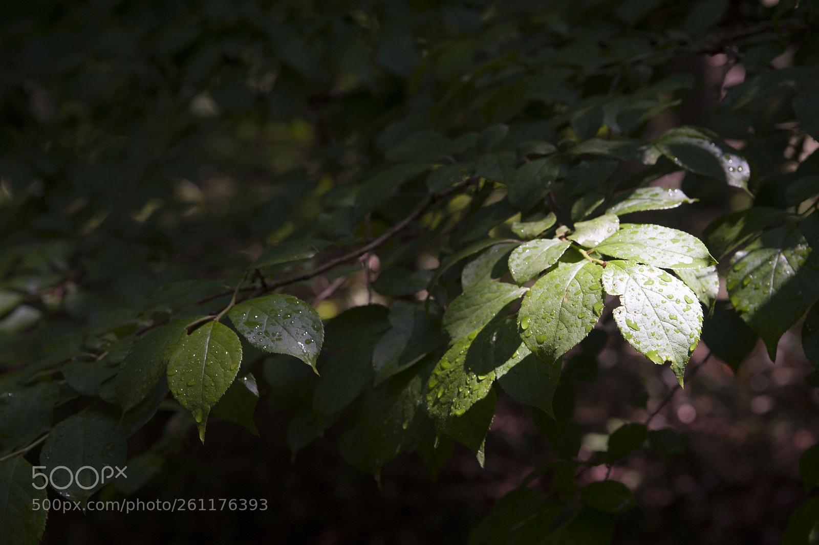 Nikon D700 sample photo. Limelight photography