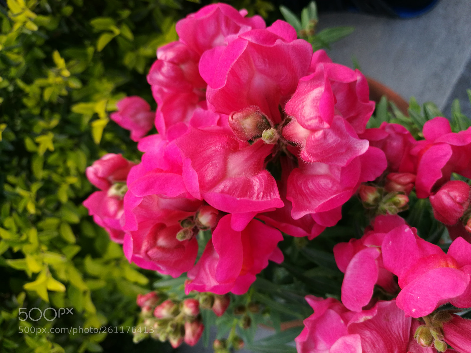 HUAWEI P9 sample photo. Untitled photography