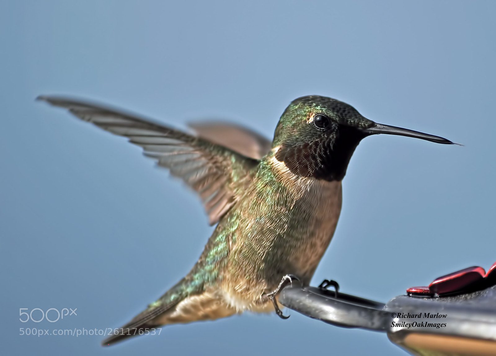Nikon D5000 sample photo. Hummingbird photography