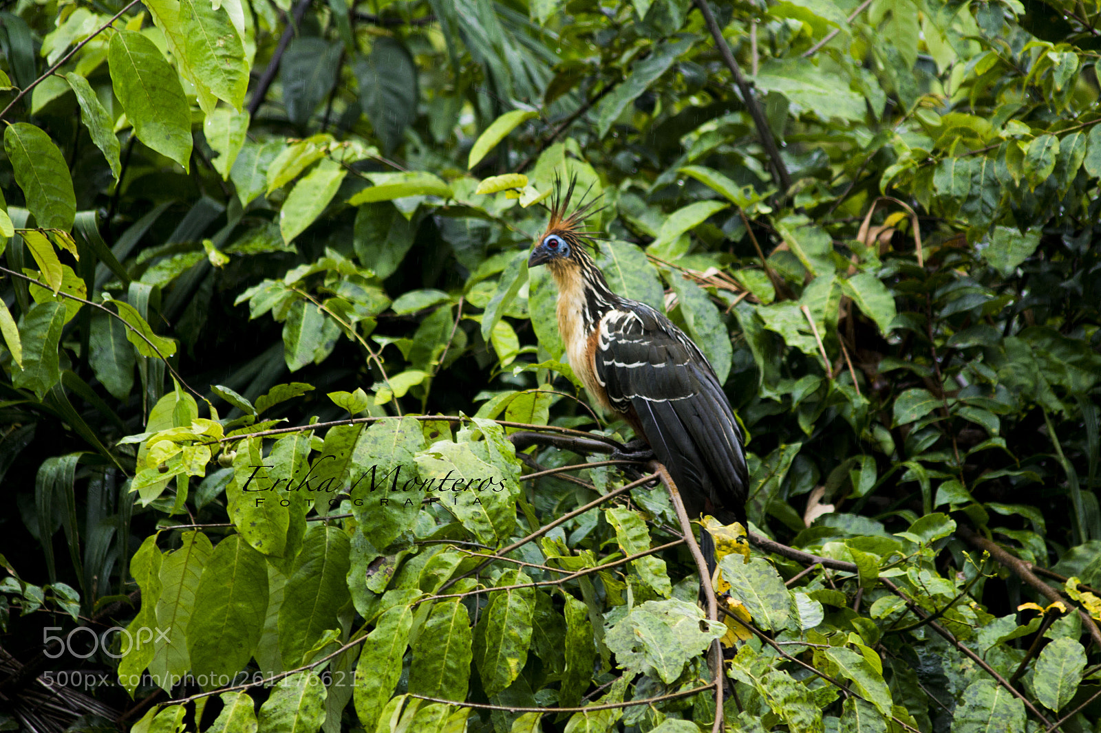 Canon EOS 1100D (EOS Rebel T3 / EOS Kiss X50) sample photo. Hoatzin cuyabeno photography