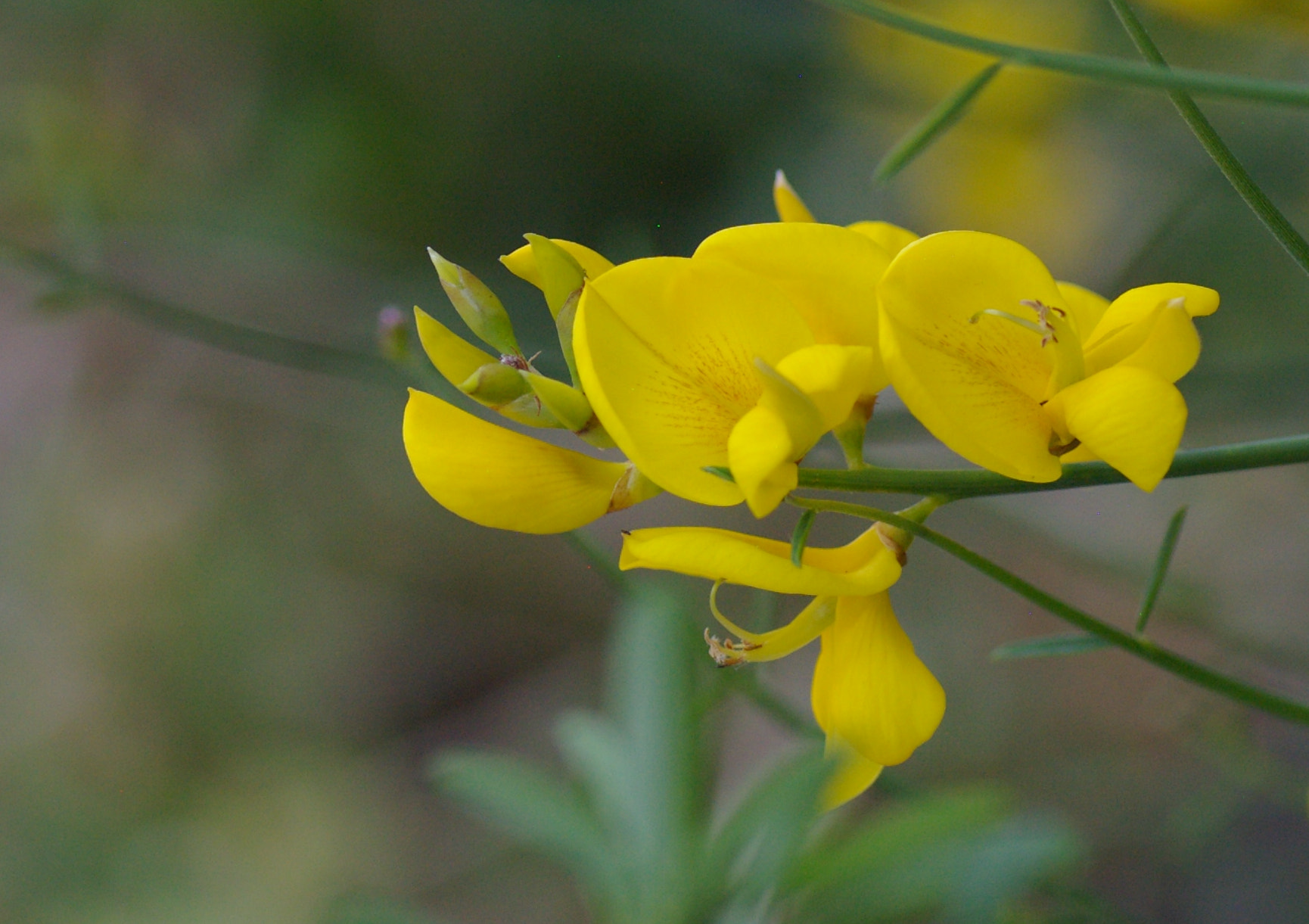 Pentax K100D sample photo. Flowers photography