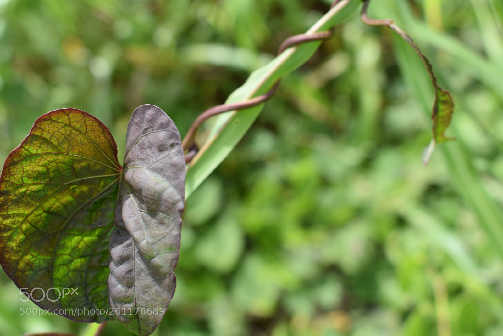 Nikon D3400 sample photo. Leaf dark photography