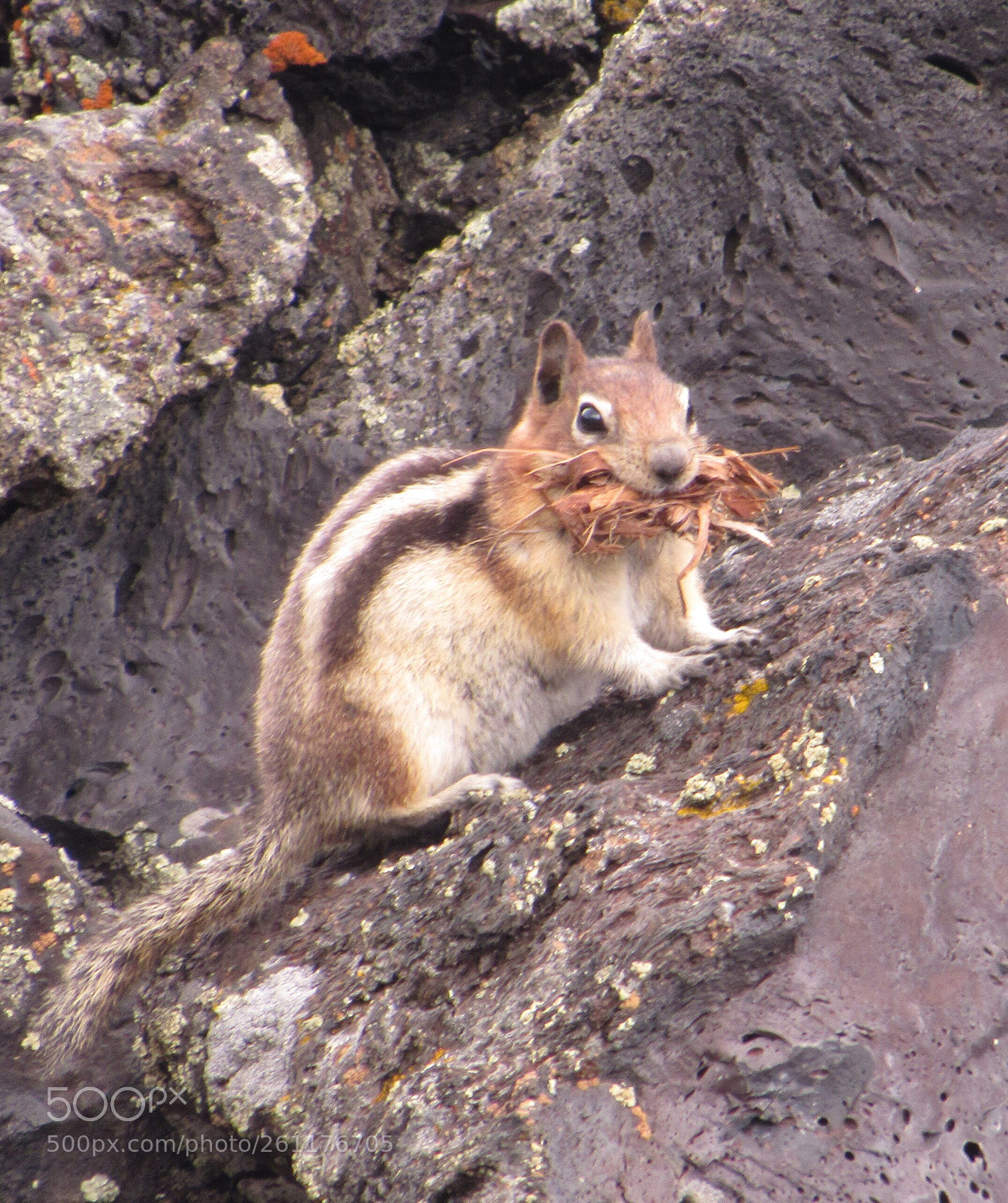 Canon PowerShot SX530 HS sample photo. Once in yellowstone photography