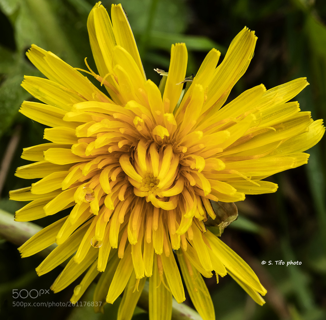 Canon EOS 80D sample photo. Dandelion ... photography