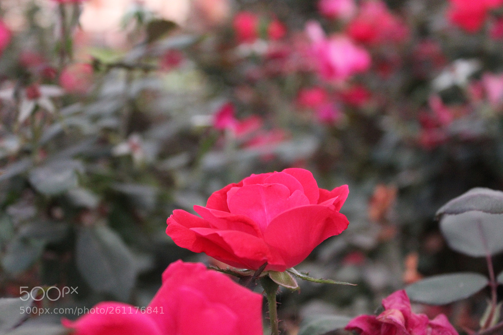 Canon EOS 1200D (EOS Rebel T5 / EOS Kiss X70 / EOS Hi) sample photo. Lipstick pink rose photography