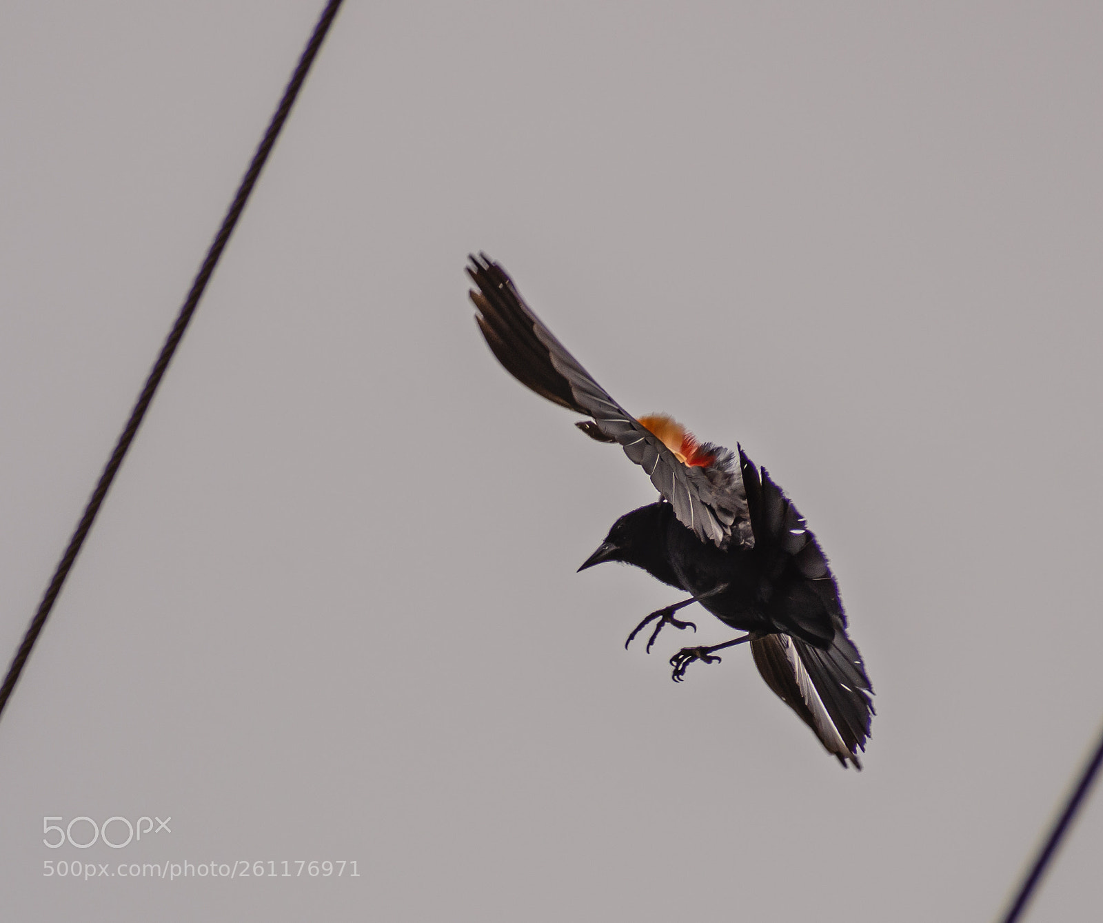 Nikon D7200 sample photo. Red-winged blackbird landing photography