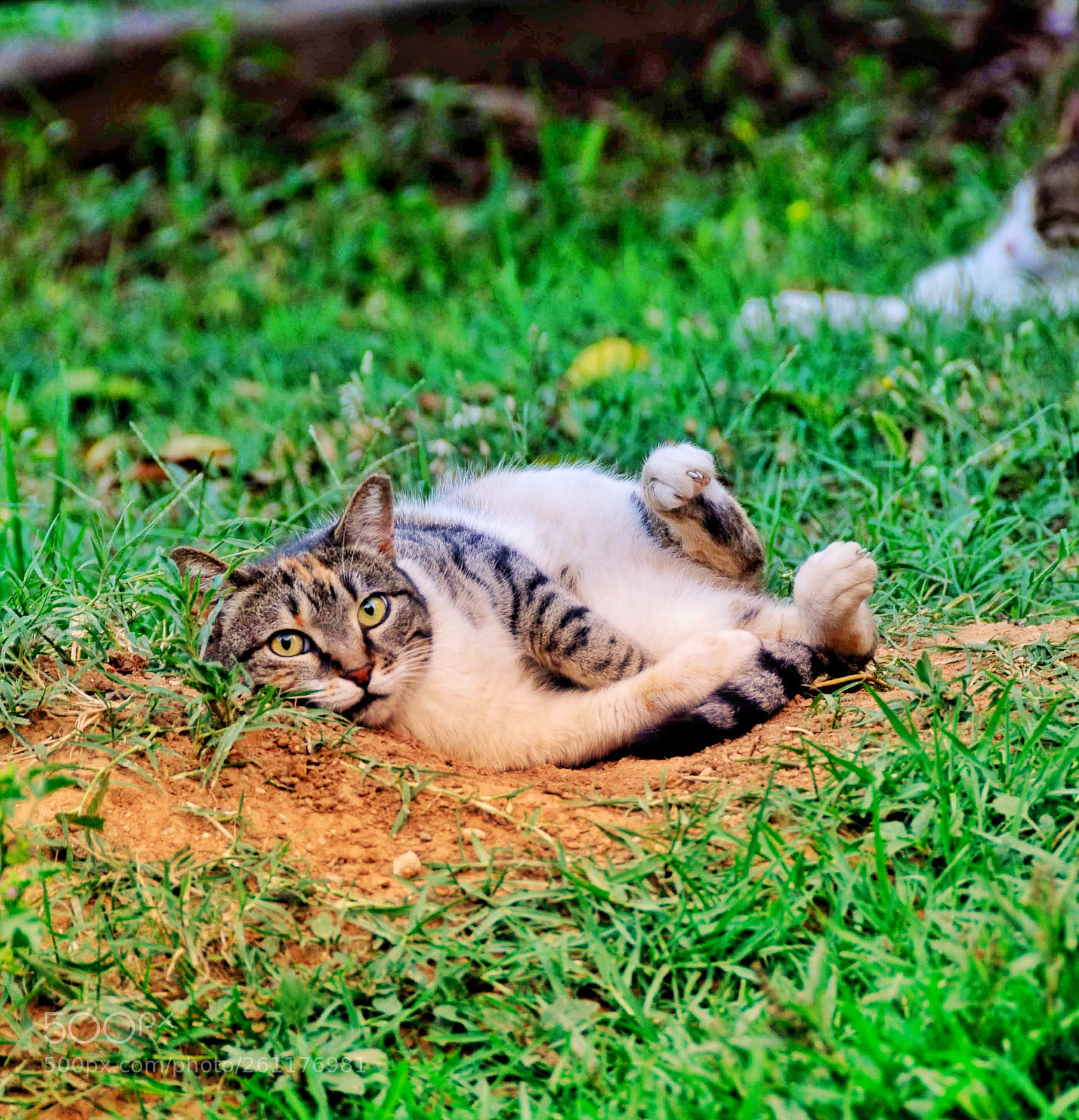 Nikon D5500 sample photo. Cat lying on the photography
