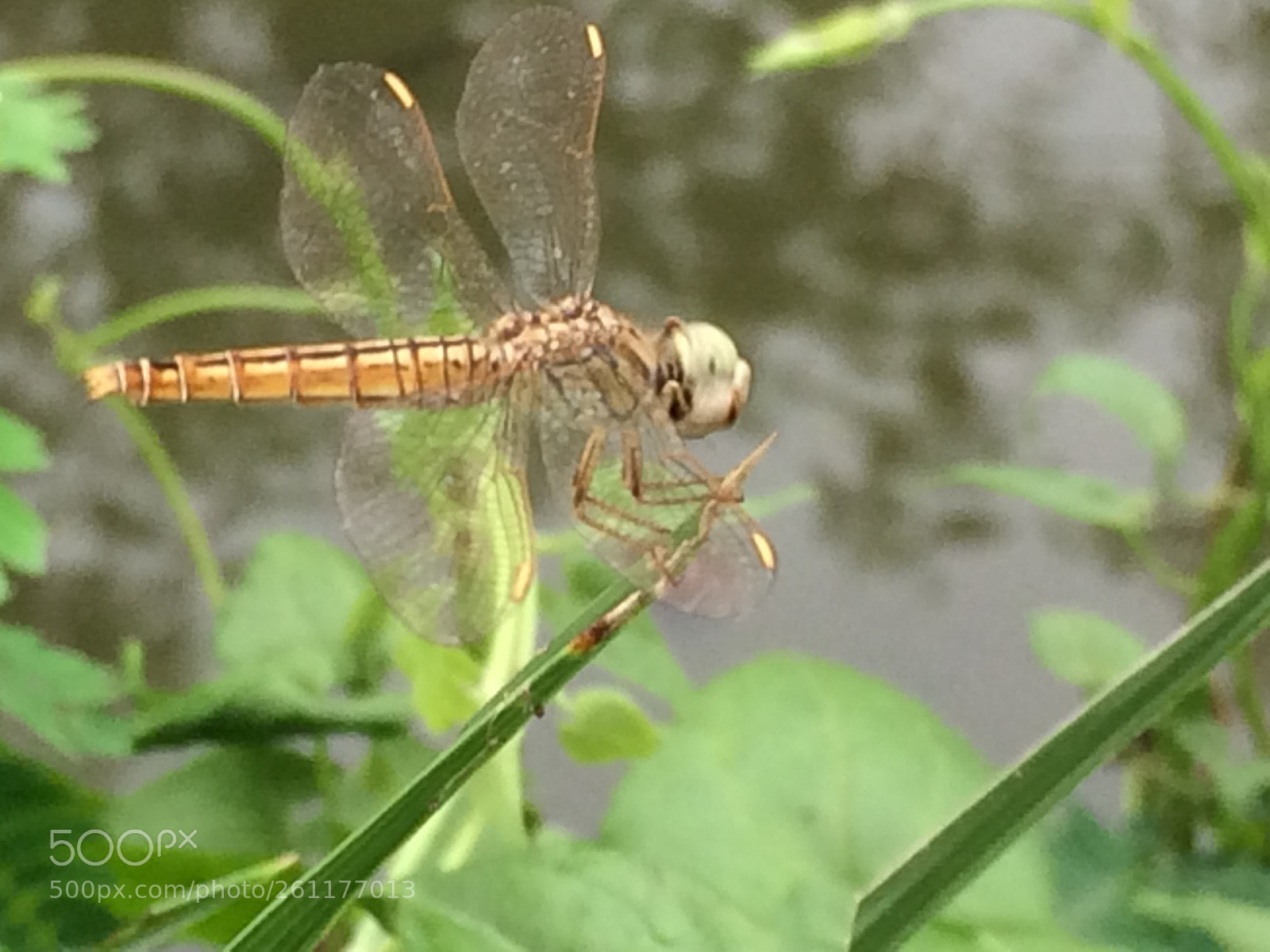 Apple iPhone 5s sample photo. Dragonfly photography