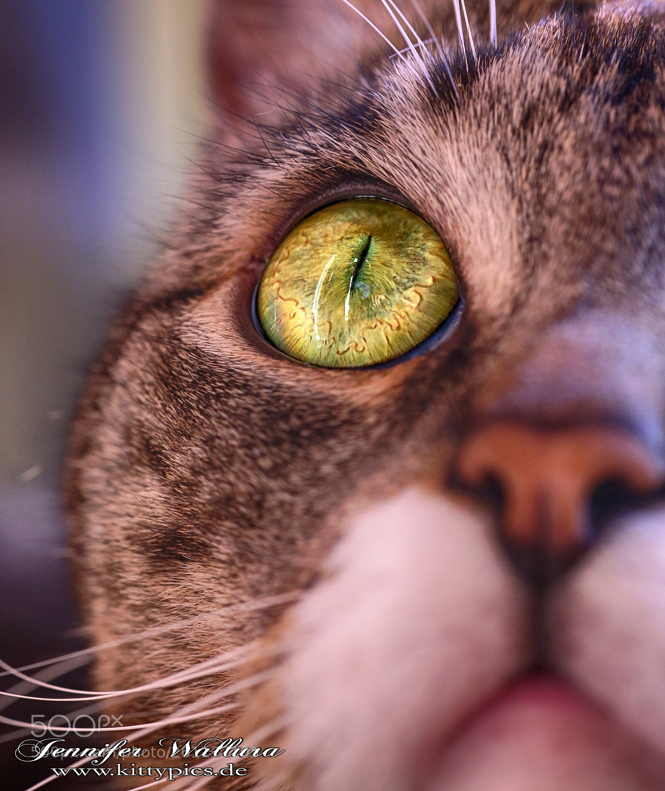 Canon EOS 6D sample photo. Cat eyes photography