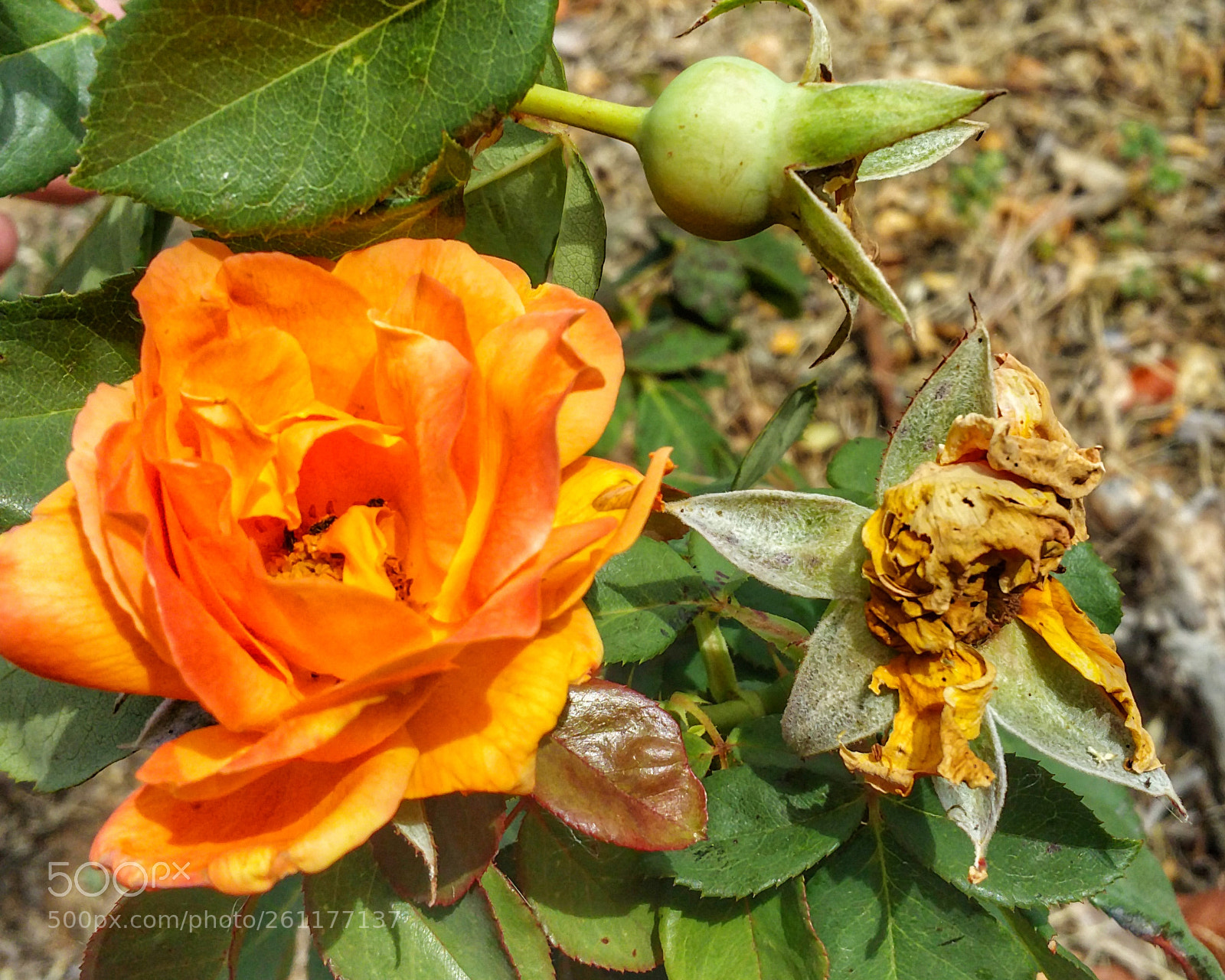 Samsung Galaxy Note4 sample photo. Birth, life and death photography