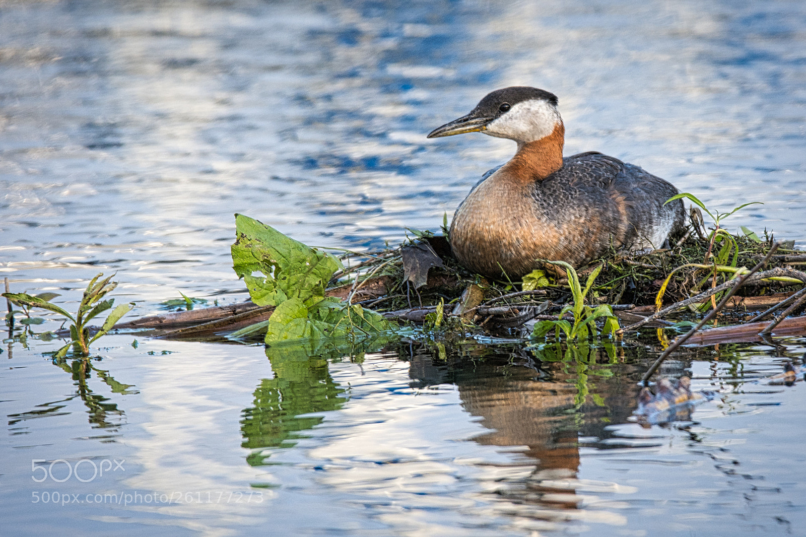 Nikon D7200 sample photo. Golden hour grebe photography