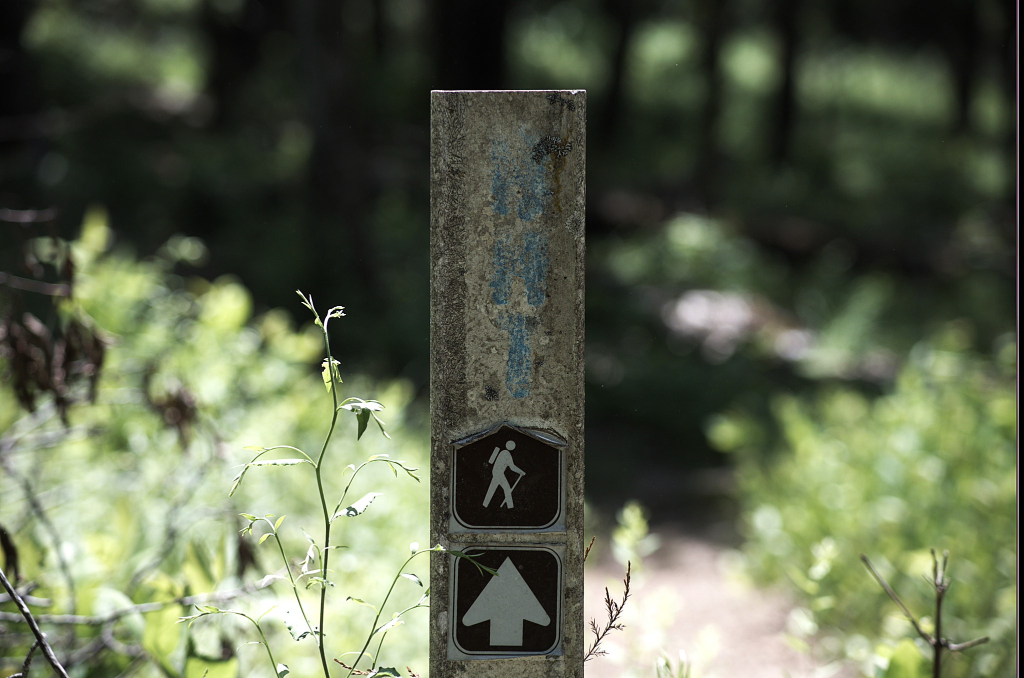 Nikon AF Nikkor 70-300mm F4-5.6G sample photo. Butterfield hiking trail photography