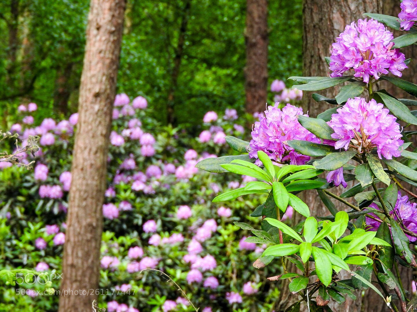 Nikon Coolpix P610 sample photo. Rhododendron wood photography