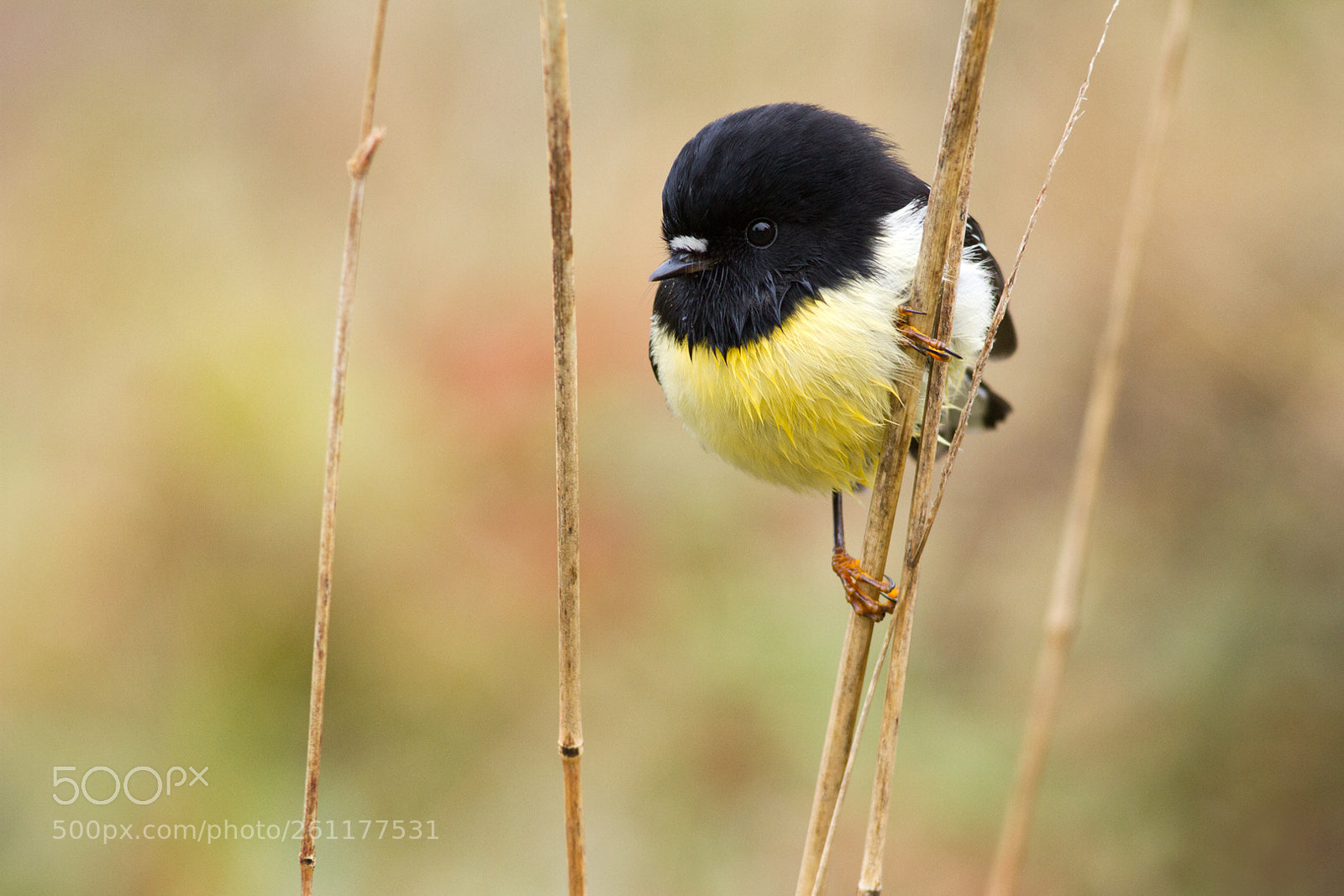 Canon EOS 7D sample photo. Tomtit in the grass (2) photography