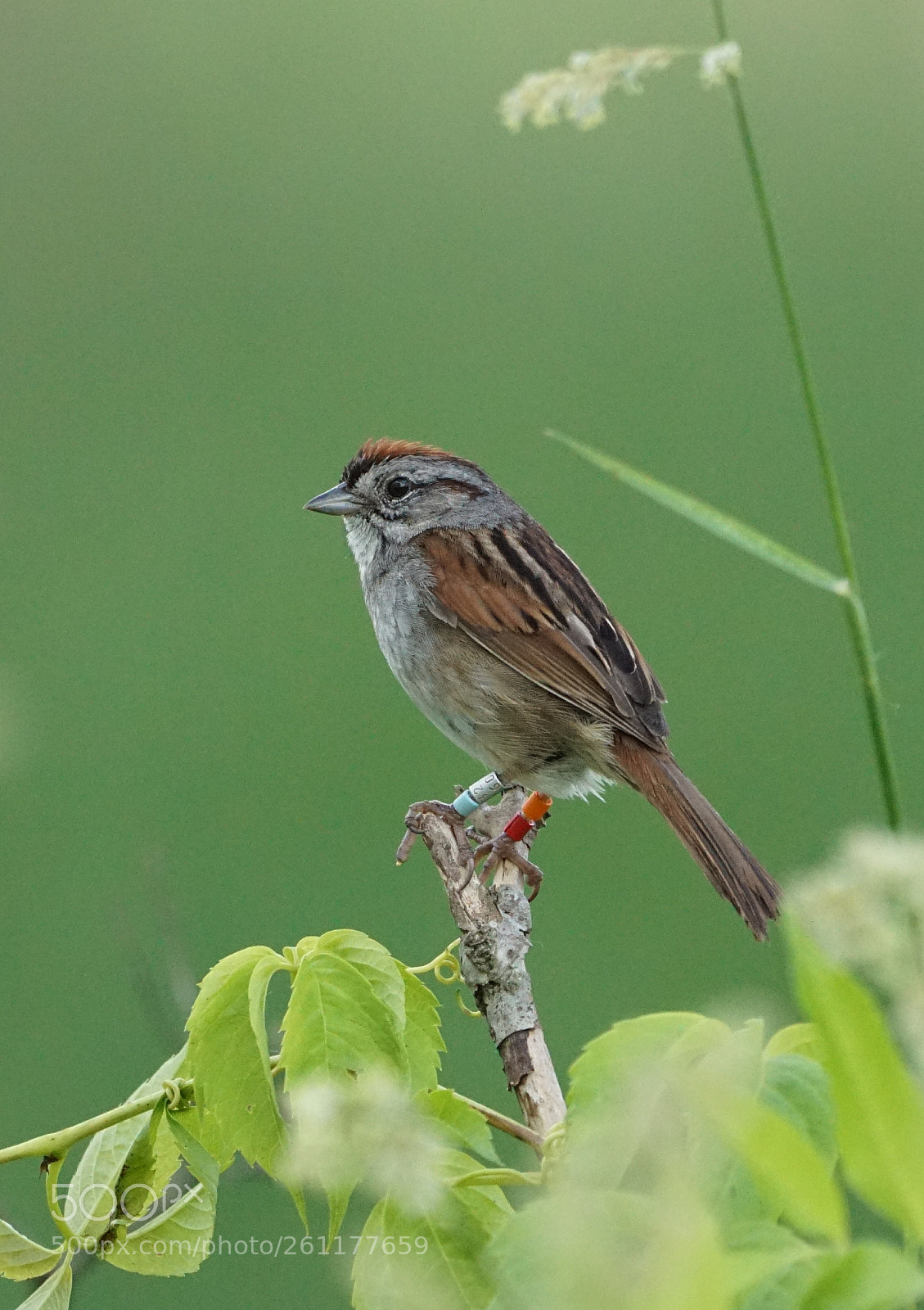 Sony a6000 sample photo. Banded swamp sparrow photography