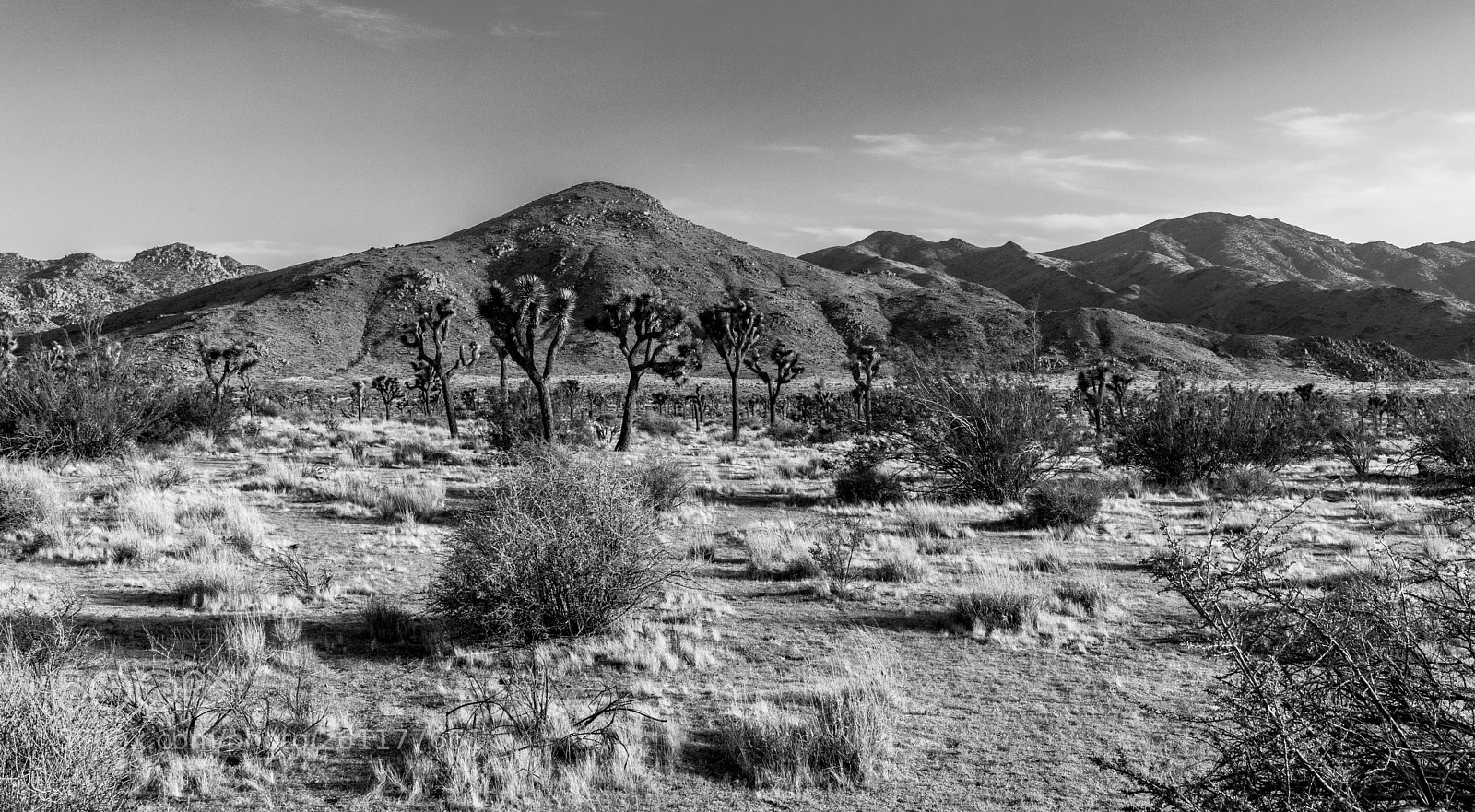 Canon EOS 5D Mark IV sample photo. Joshua tree national park photography