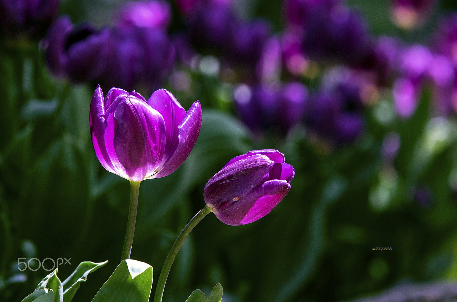 Pentax K-3 II sample photo. A pair of tulips photography