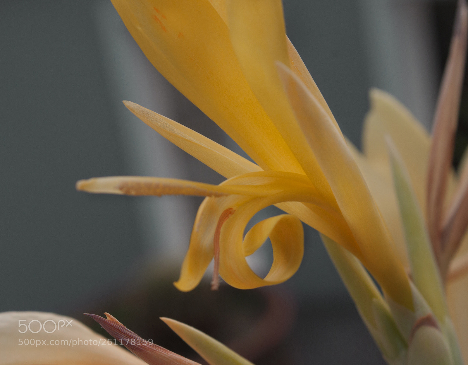 Canon EOS 500D (EOS Rebel T1i / EOS Kiss X3) sample photo. Canna lily photography