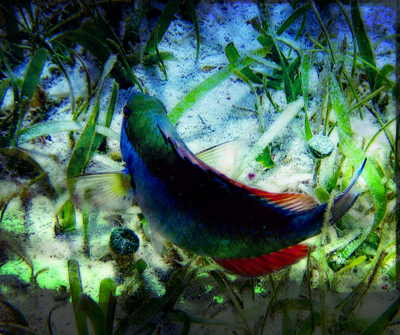Canon PowerShot D10 sample photo. Fish under water photography