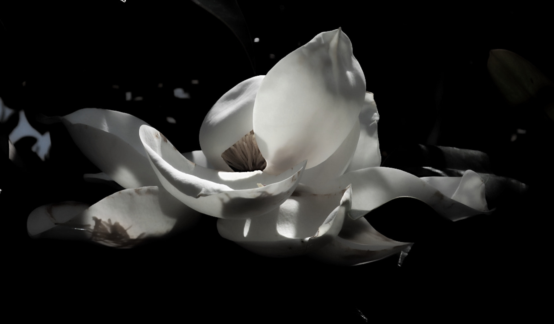 Canon PowerShot G9 X sample photo. Wow magnolia photography