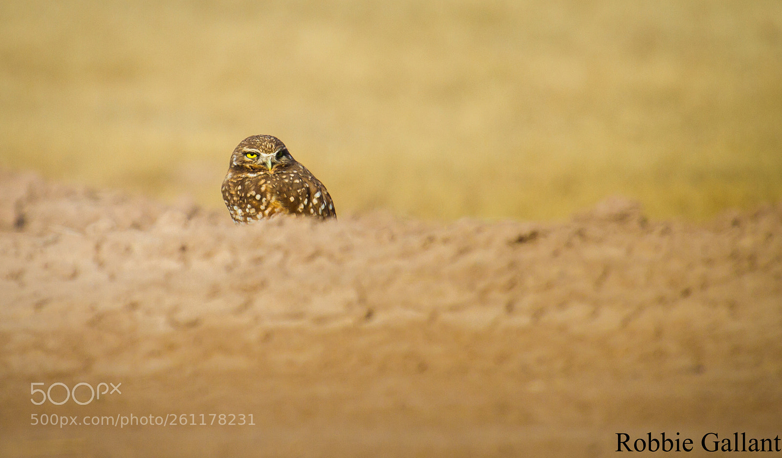 Canon EOS 7D sample photo. Burrowing owl in field photography