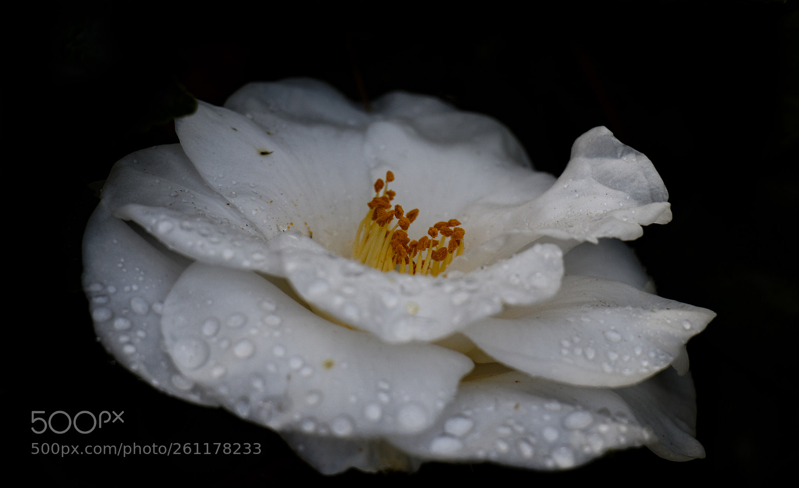Canon EOS 80D sample photo. Camellia photography