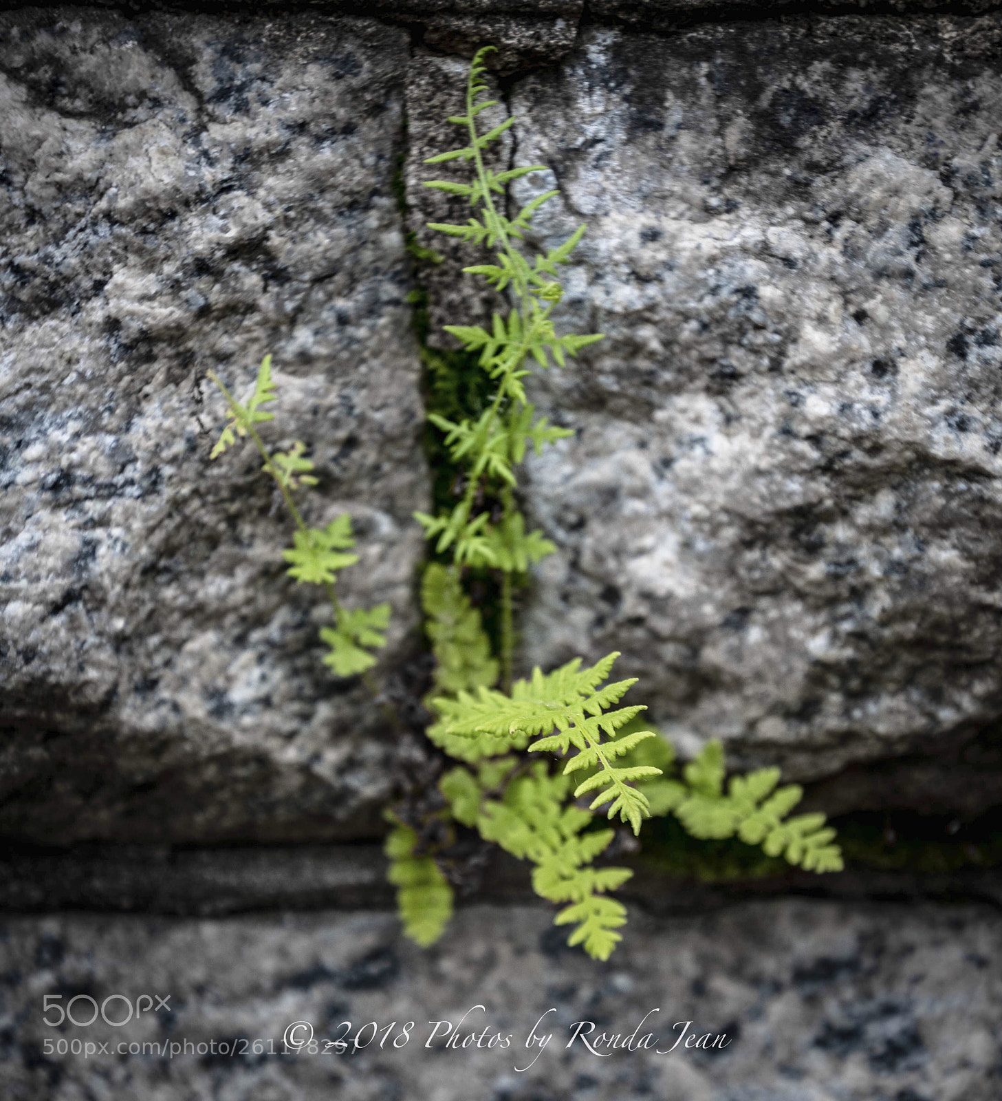 Nikon D500 sample photo. Untitled photography