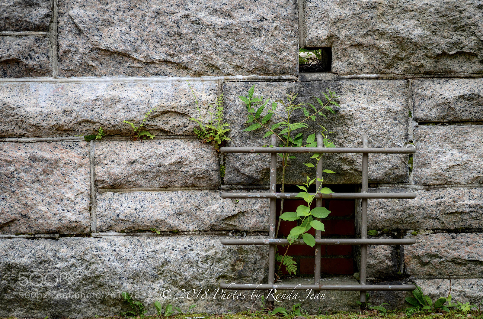 Nikon D500 sample photo. Untitled photography