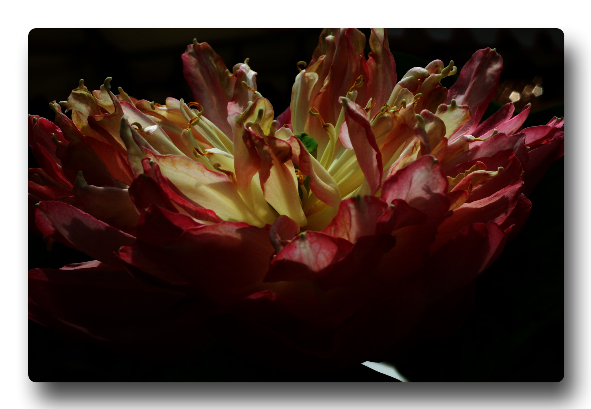 Canon EOS 7D + Canon EF 50mm F1.8 II sample photo. Lotus #01 photography