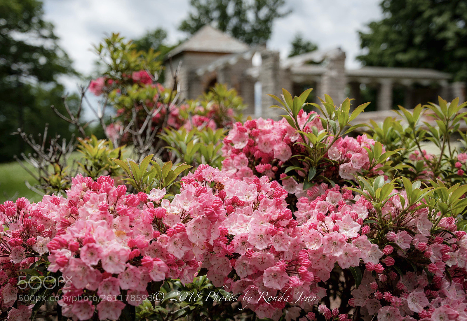 Nikon D500 sample photo. Untitled photography