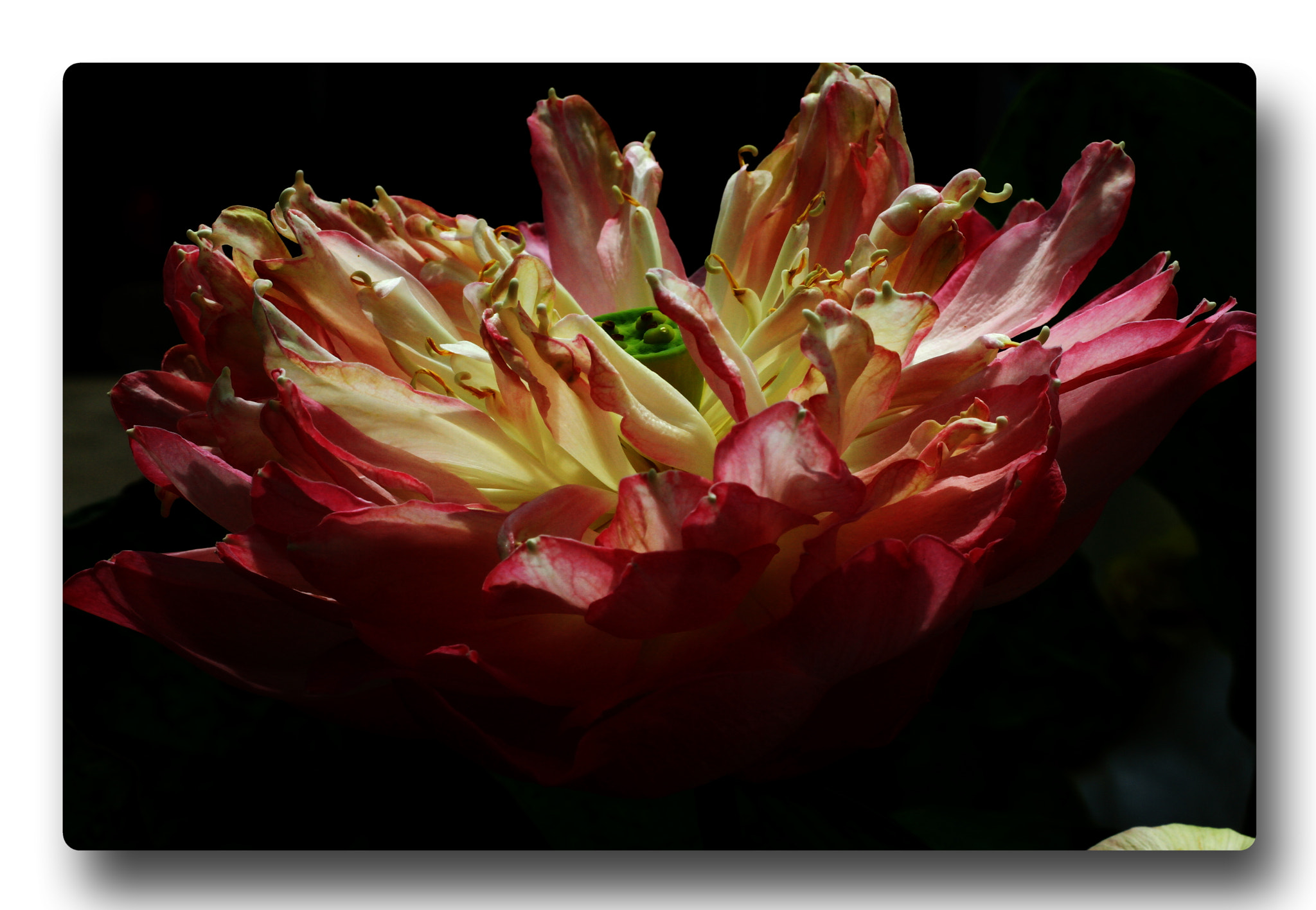 Canon EOS 7D + Canon EF 50mm F1.8 II sample photo. Lotus #02 photography