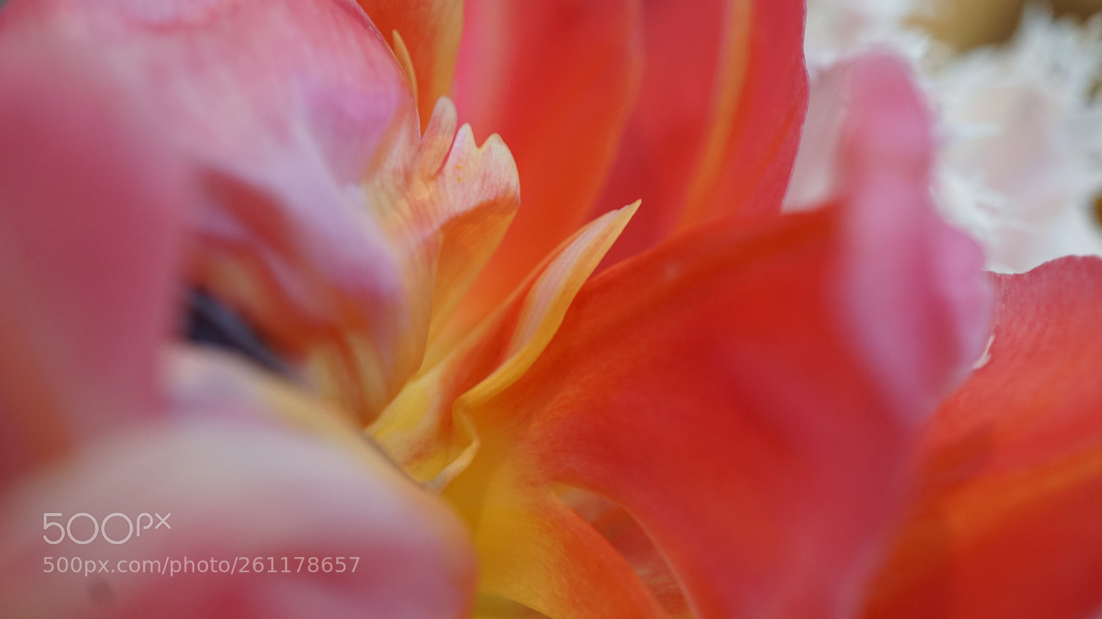 Sony a6300 sample photo. Starburst flower photography