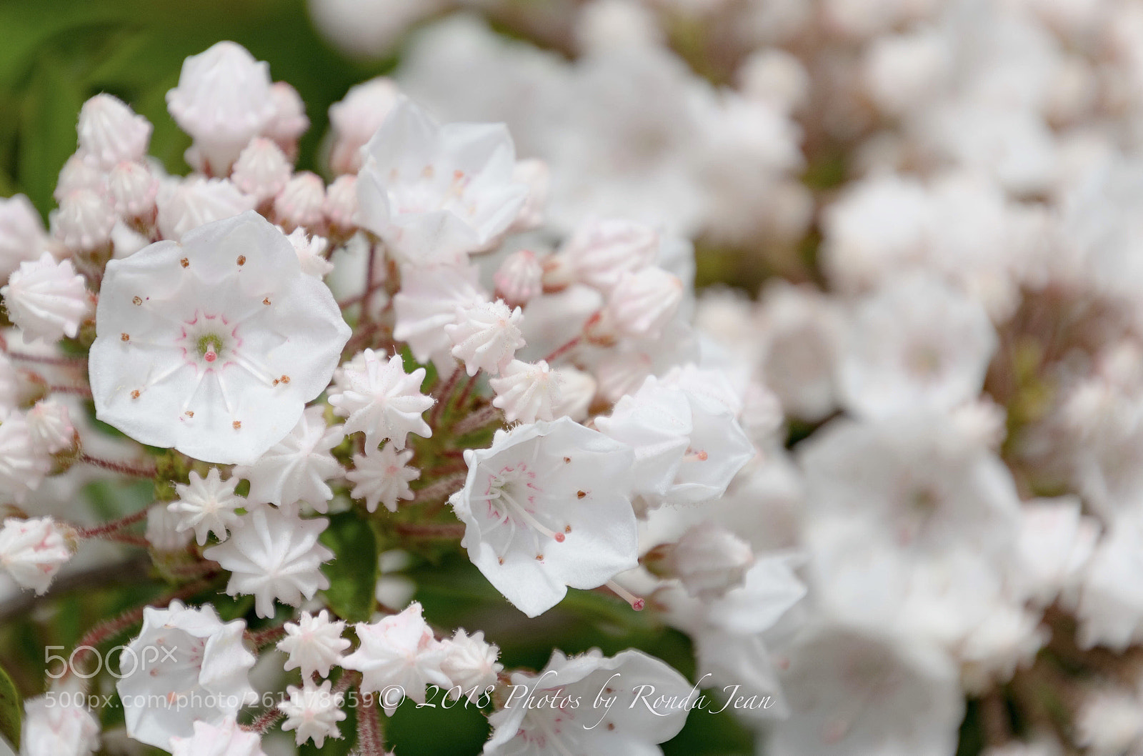 Nikon D500 sample photo. Untitled photography