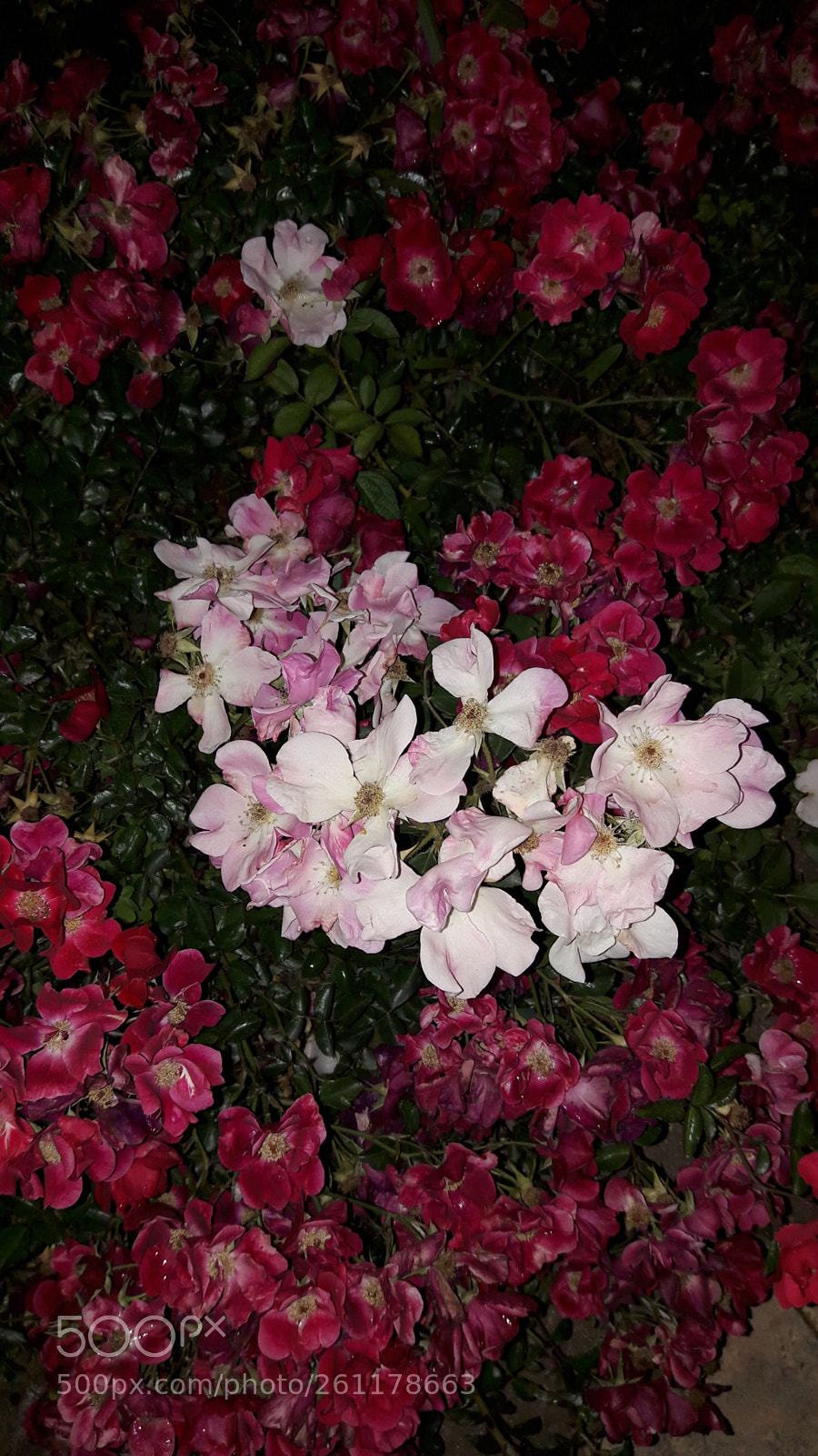 Samsung Galaxy A5(2016) sample photo. Untitled photography