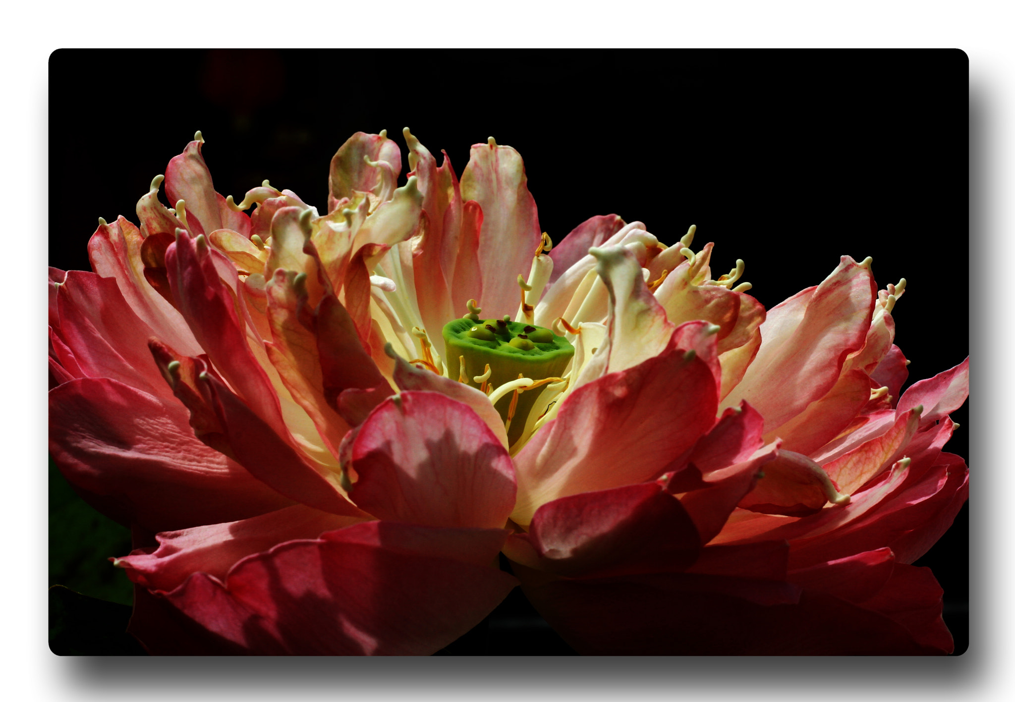 Canon EOS 7D + Canon EF 50mm F1.8 II sample photo. Lotus #03 photography