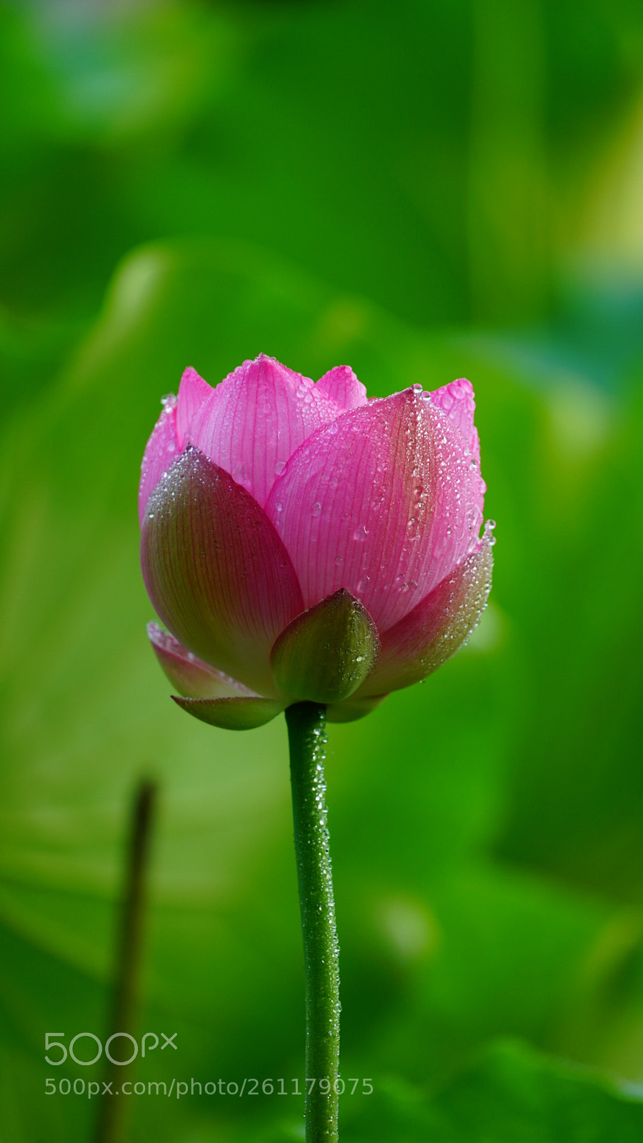 Sony a7R II sample photo. 娇艳欲滴 photography
