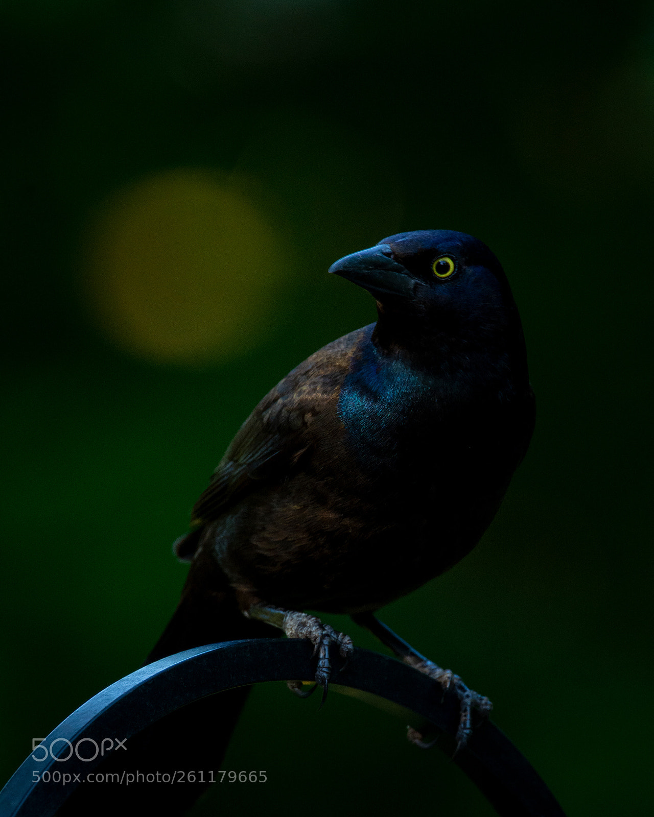 Nikon D7100 sample photo. In the dark of photography