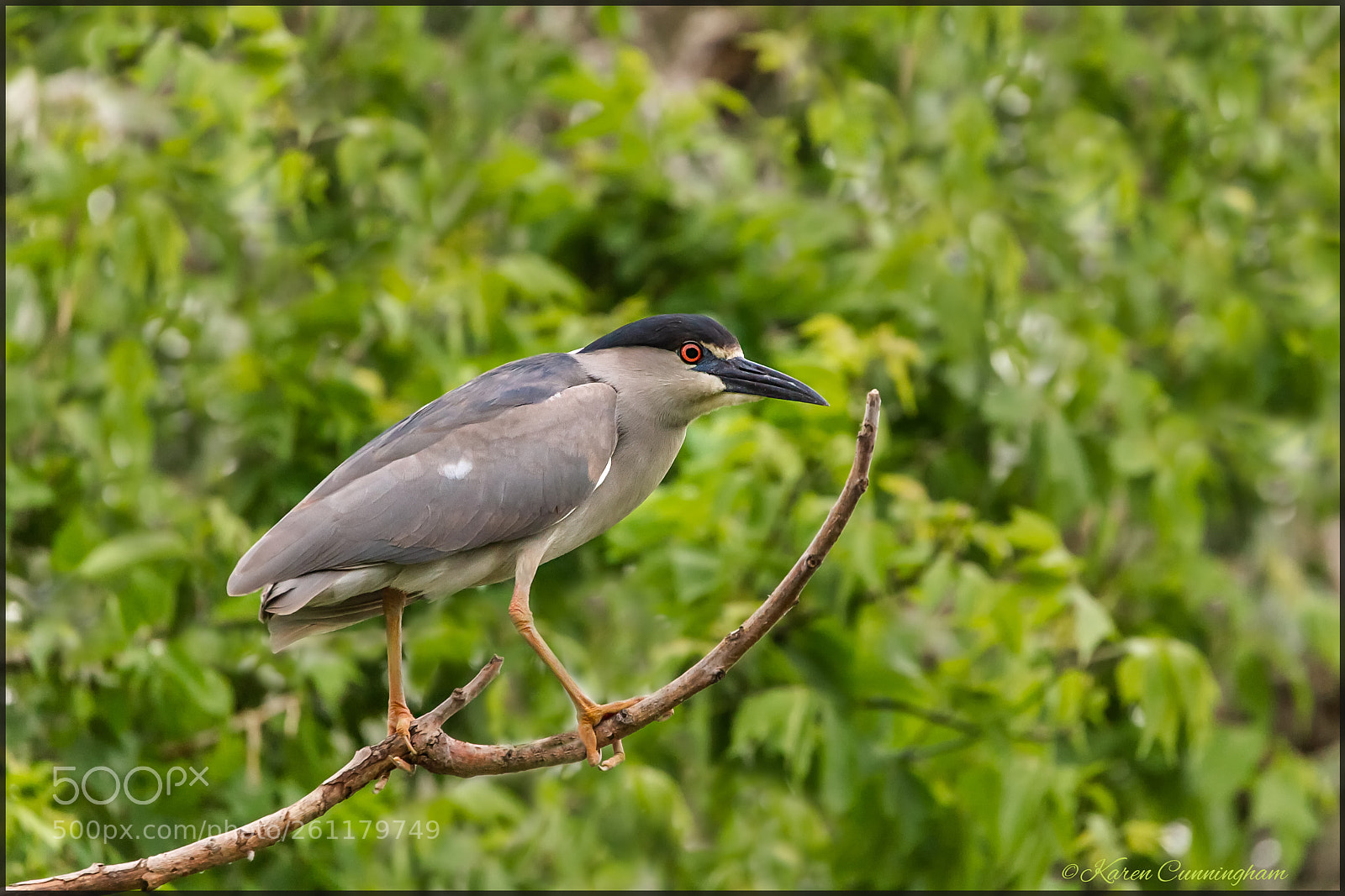 Canon EOS 6D sample photo. Black crowned night heron photography