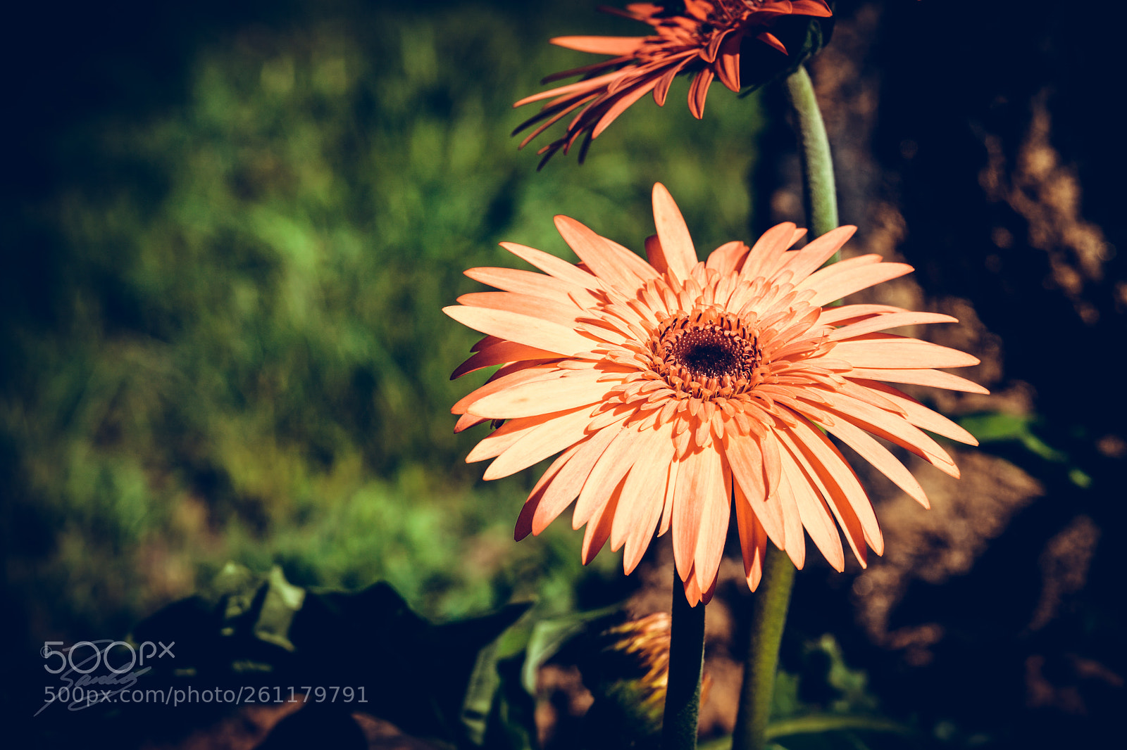 Sony a6000 sample photo. Delicate photography