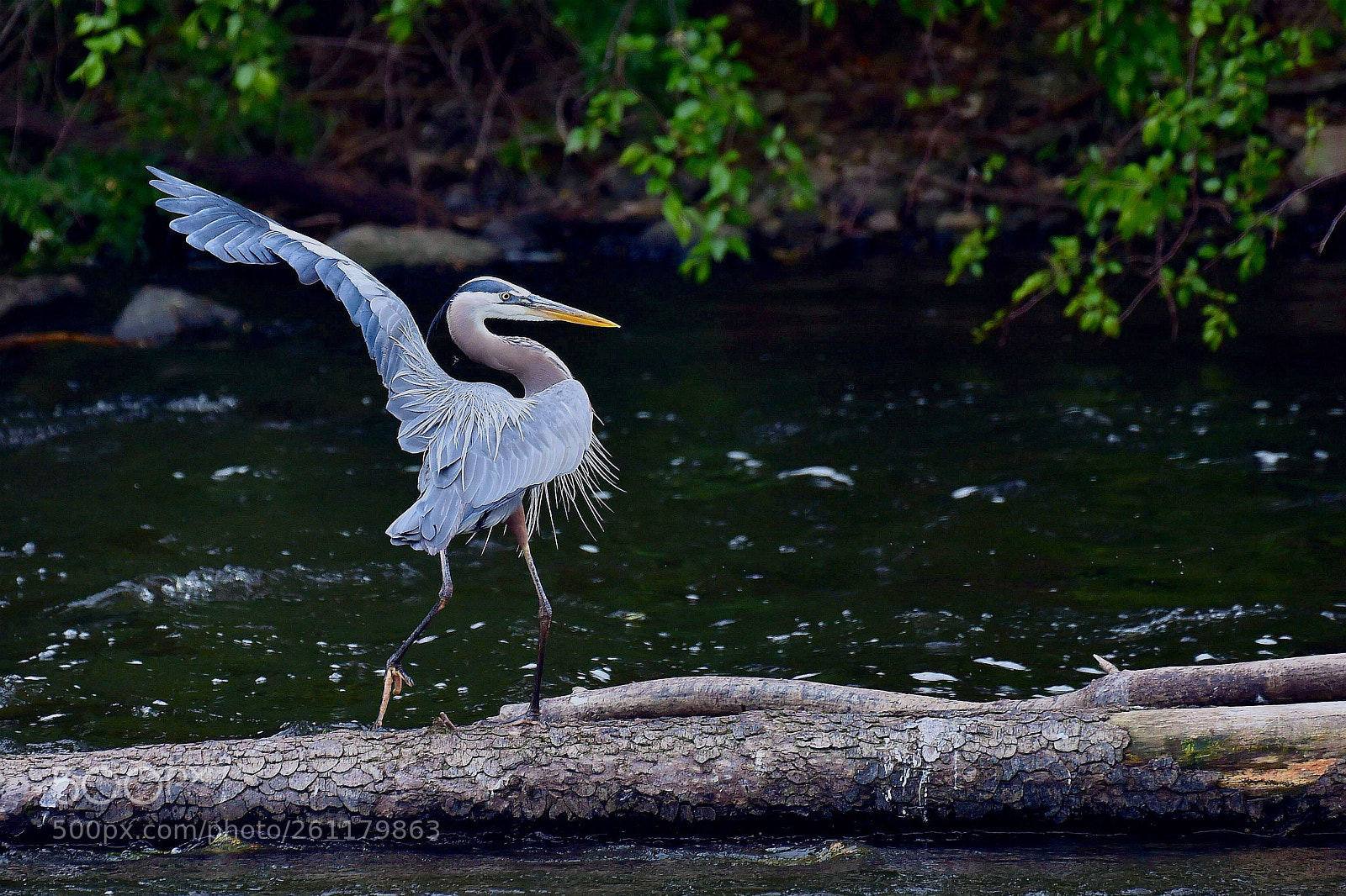 Nikon D4S sample photo. Heron dancing photography