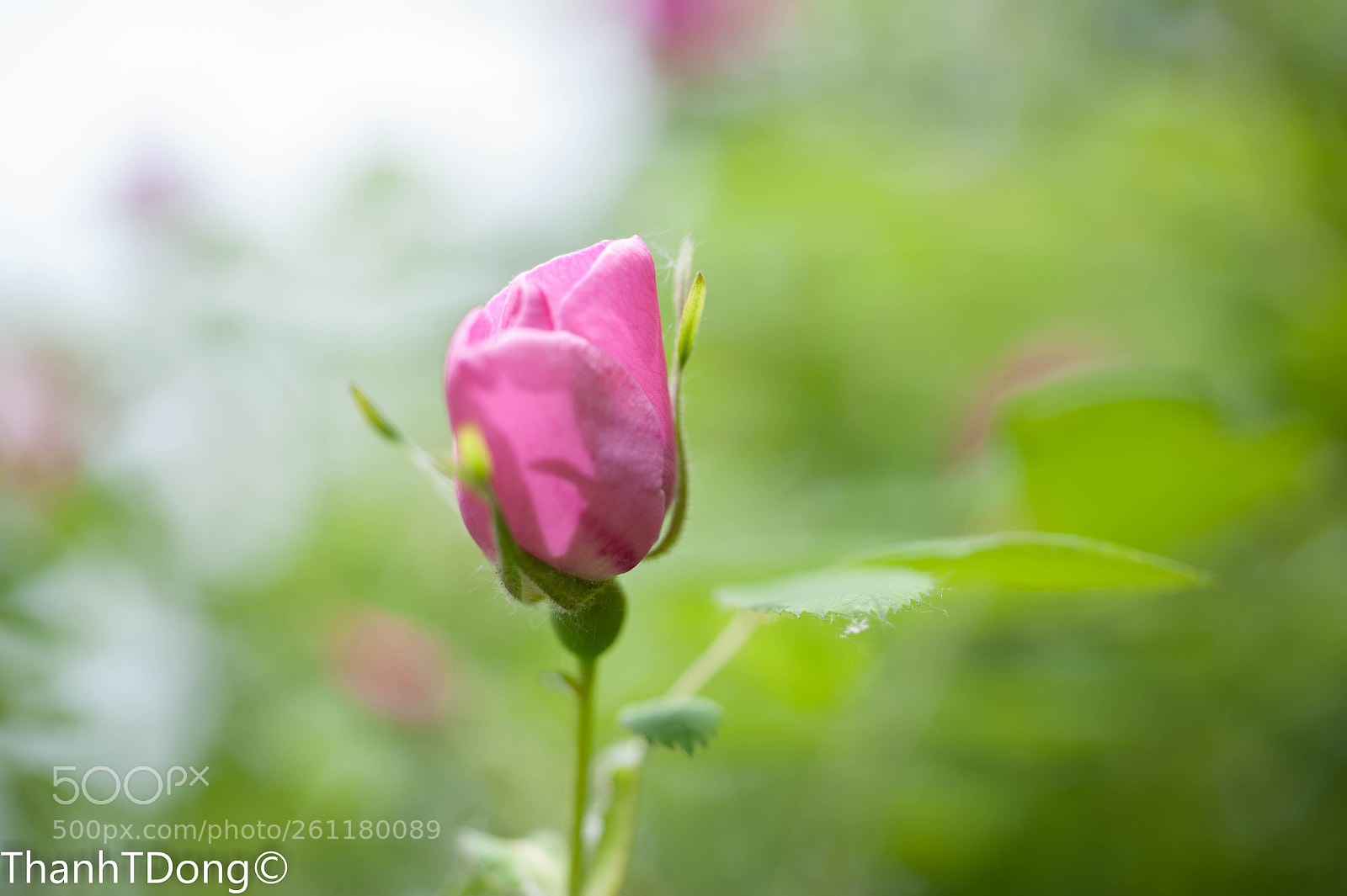 Nikon D700 sample photo. Wild rose photography
